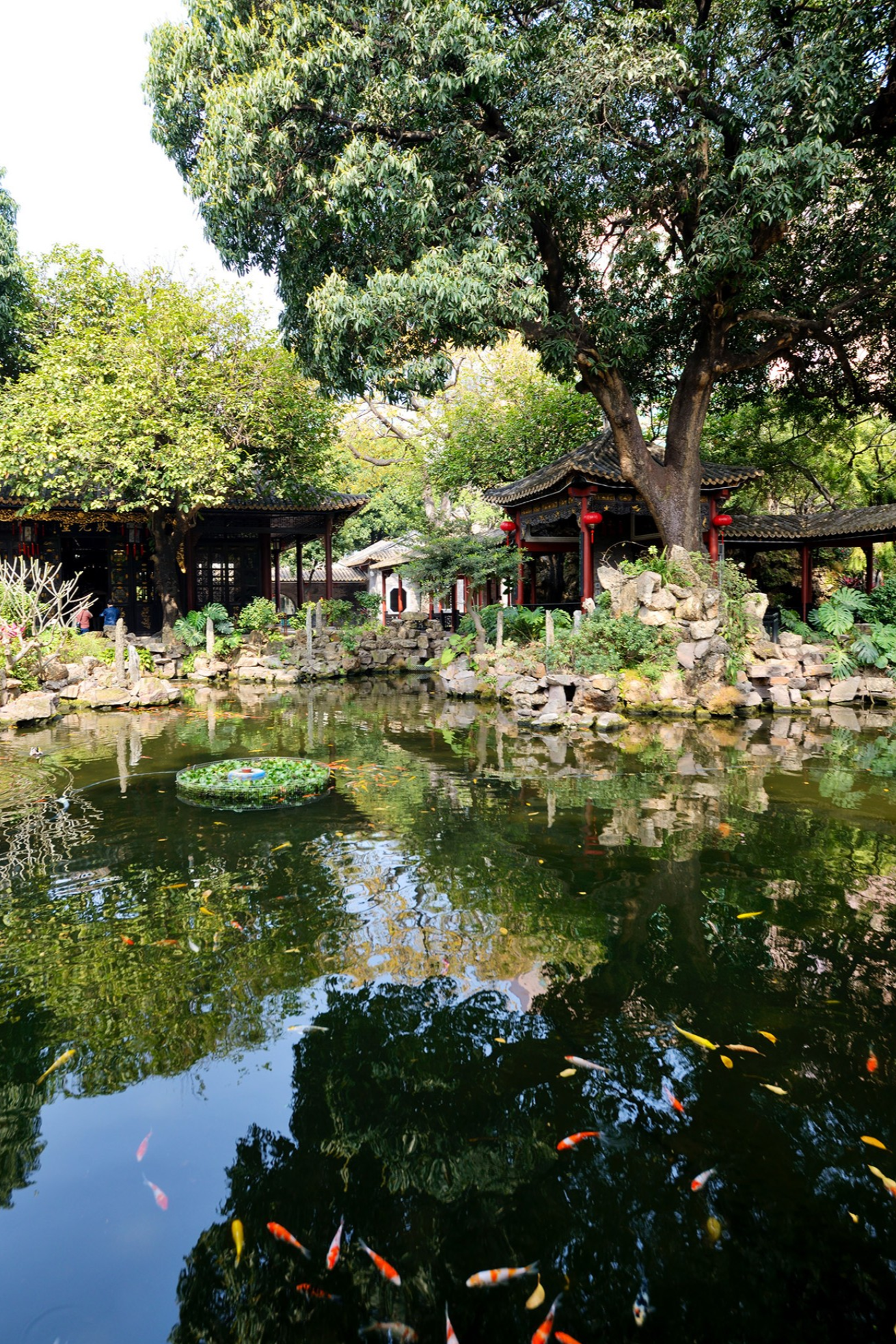  Vertical shot of a child (like Little Lemon) looking at fish in a pond in Qinghui Garden
