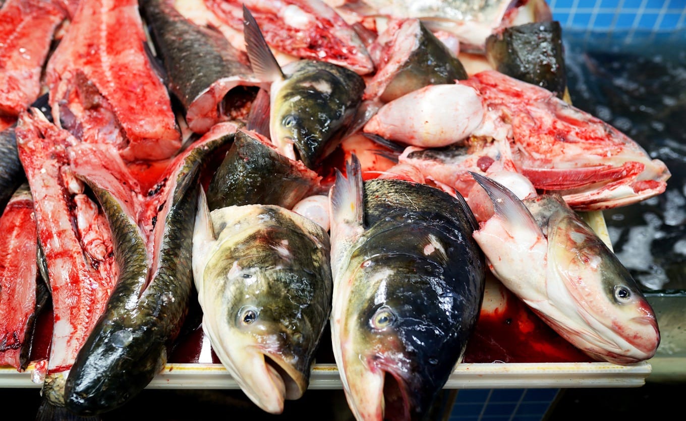 Large freshwater fish on display at Shekou Market