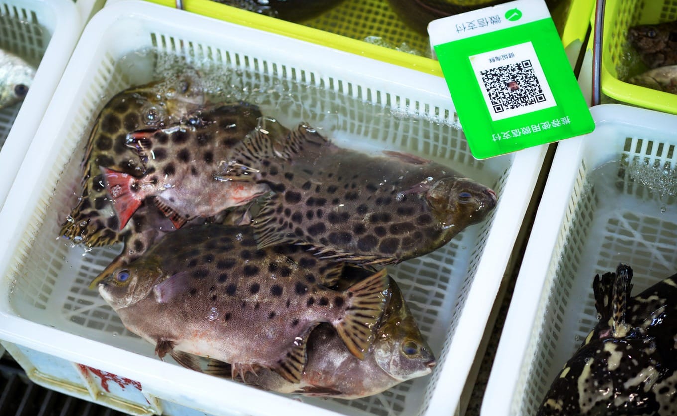 Wild striped beakfish displayed at Shekou Market, a rare seafood delicacy