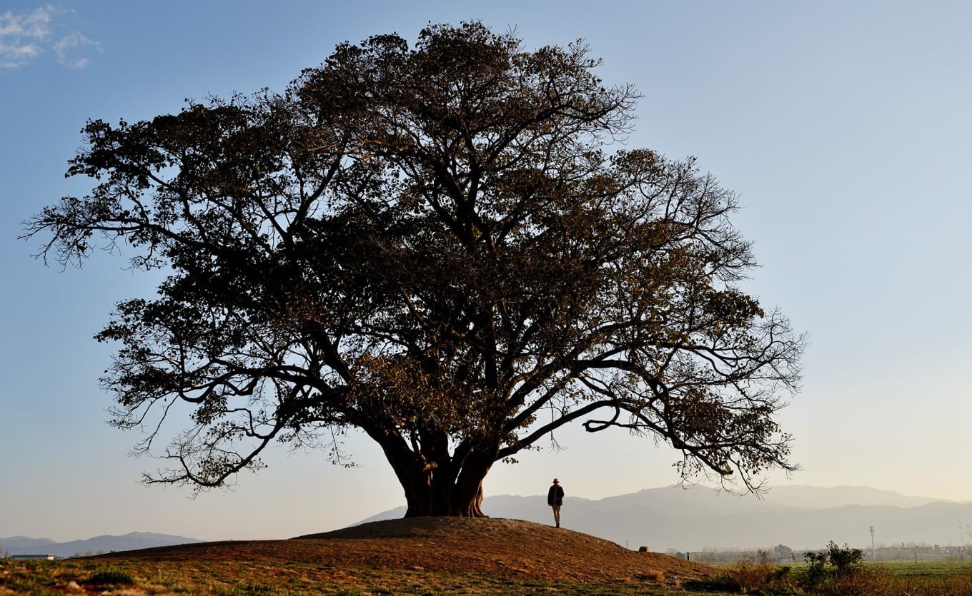 The famous large tree in Xianglong Village, Xizhou