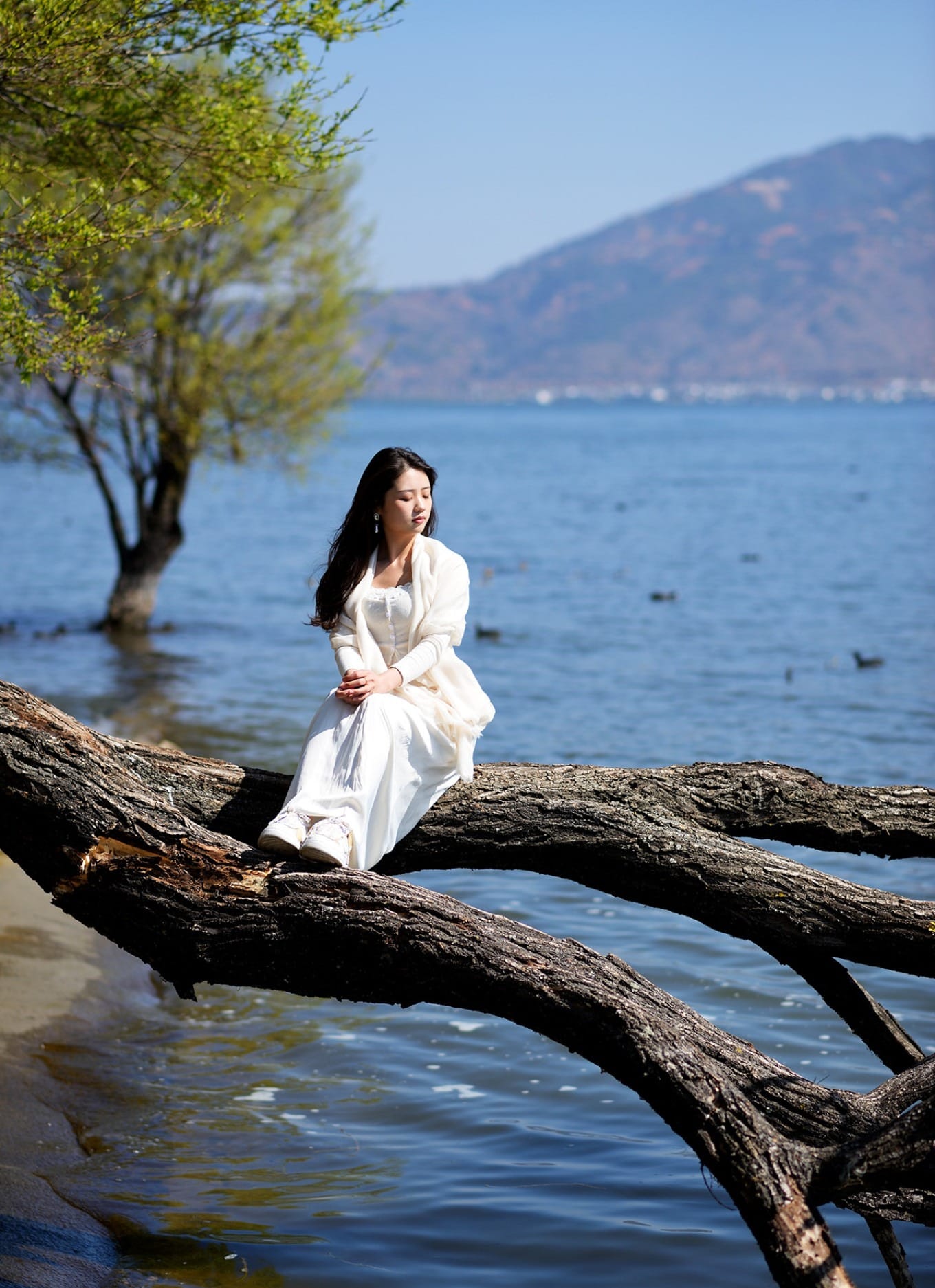 Twisted tree growing out of the water at Erhai Lake
