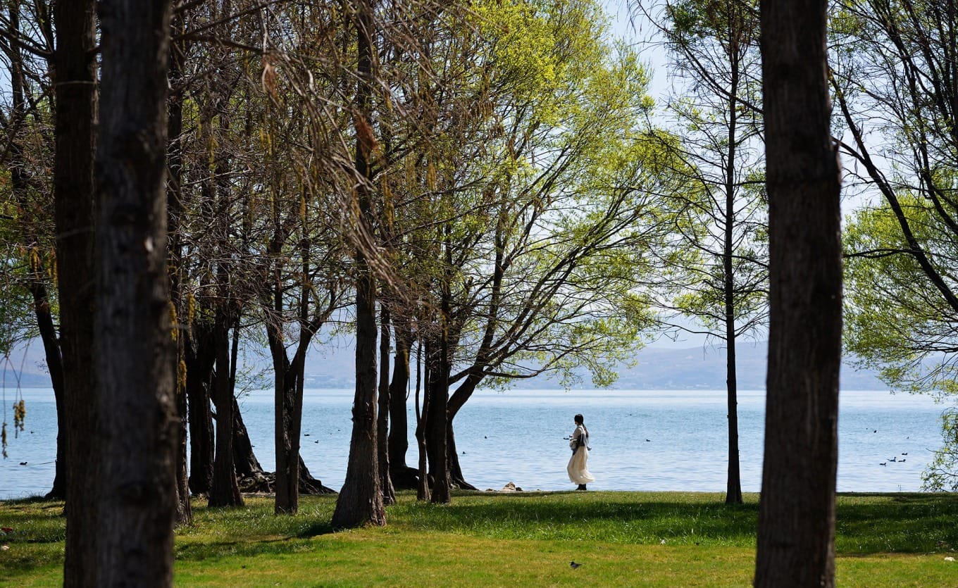Wooden boardwalk winding through lakeside greenery