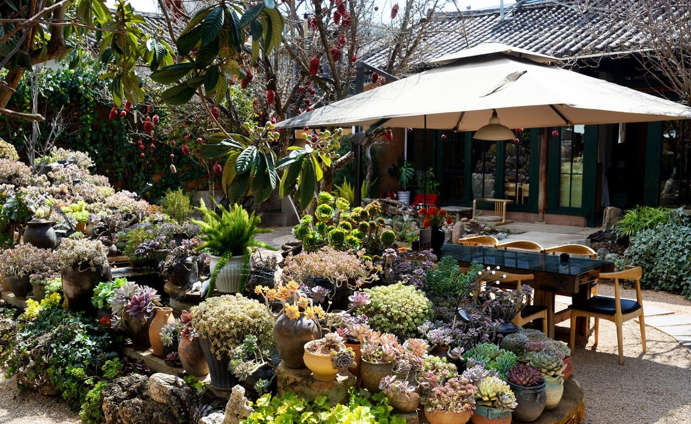 Spacious courtyard dining area at Xibao Shangfan Restaurant in Shaxi with greenery and rustic decor