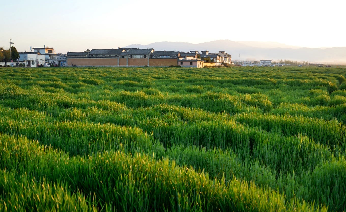 A panoramic view of the expansive green wheat fields in Xizhou under a clear sky