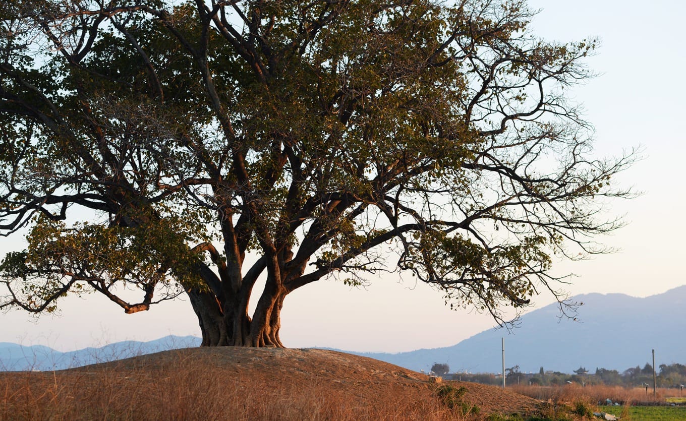 The ancient Windy Tree standing tall in a field with visitors gathered around