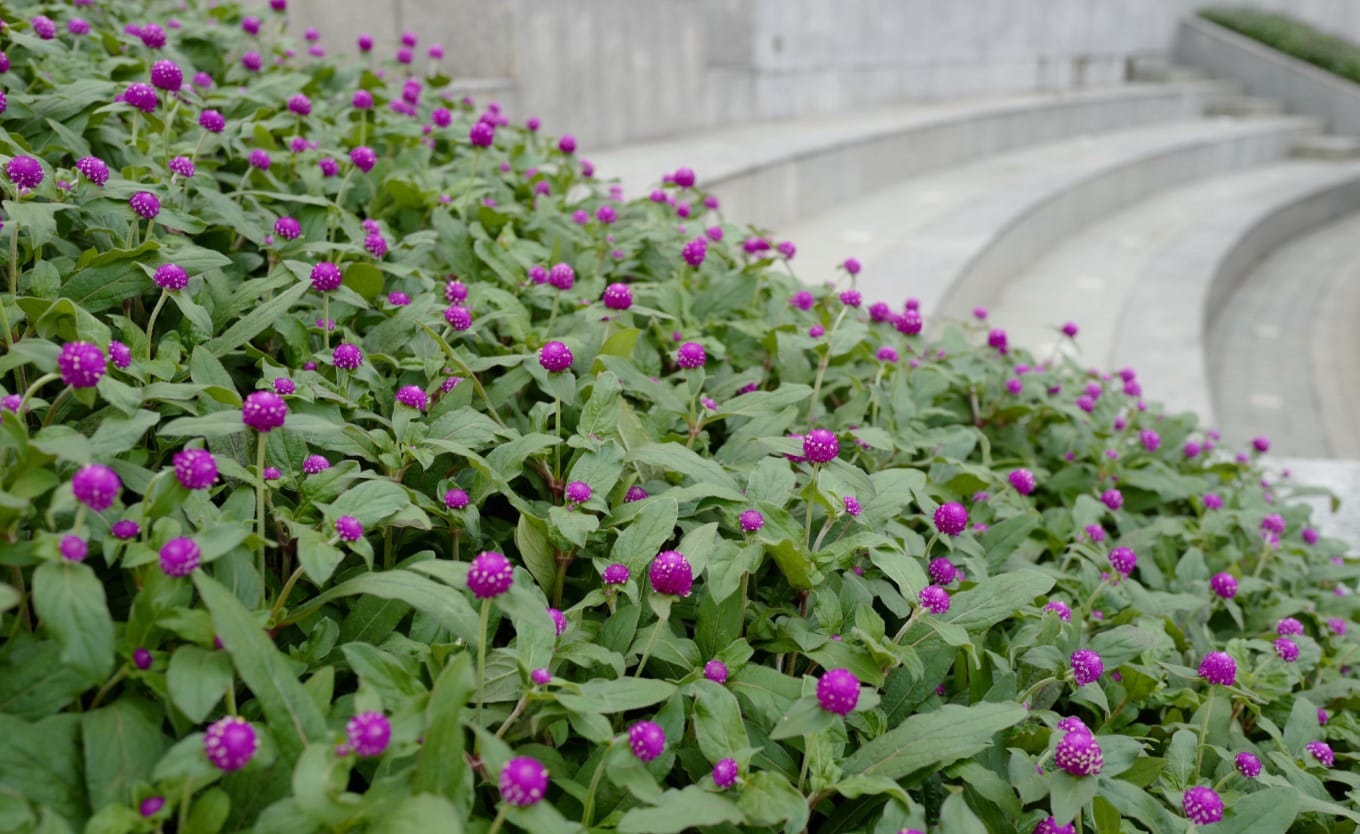 Colorful daylilies and globe amaranth flowers in Shanghai's Bund waterfront gardens