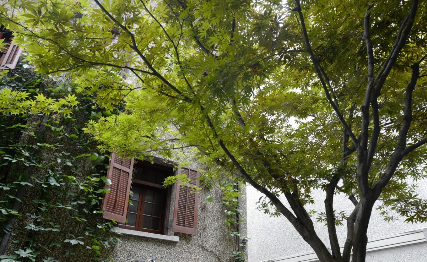 Green maple trees lining the entrance to Sinan Bookstore on a sunny day