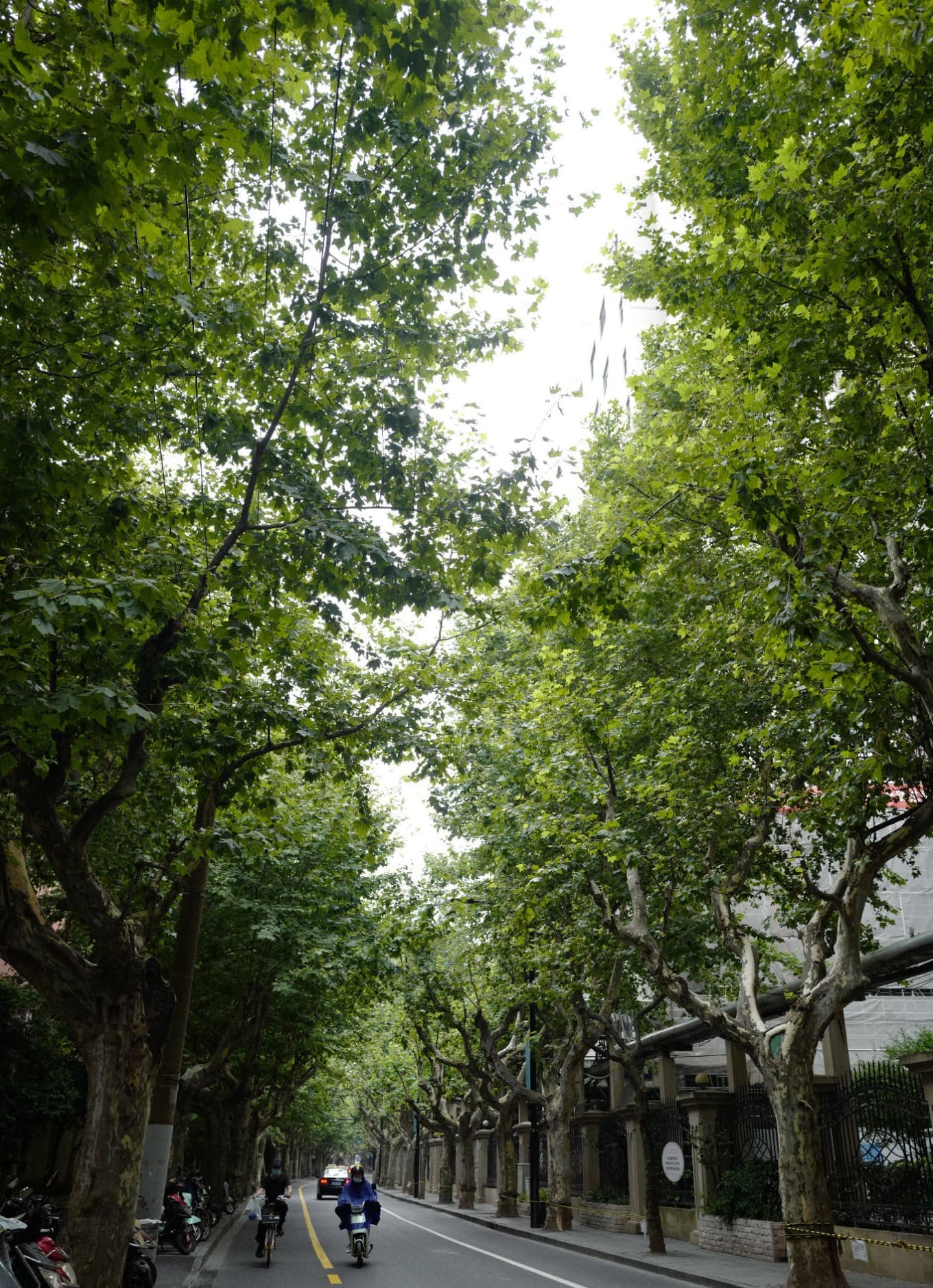 Quiet, tree-lined section of Sinan Road looking back the way you came