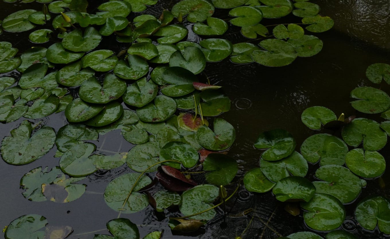 Lotus pond in Fuxing Park with raindrops creating ripples on a gloomy day
