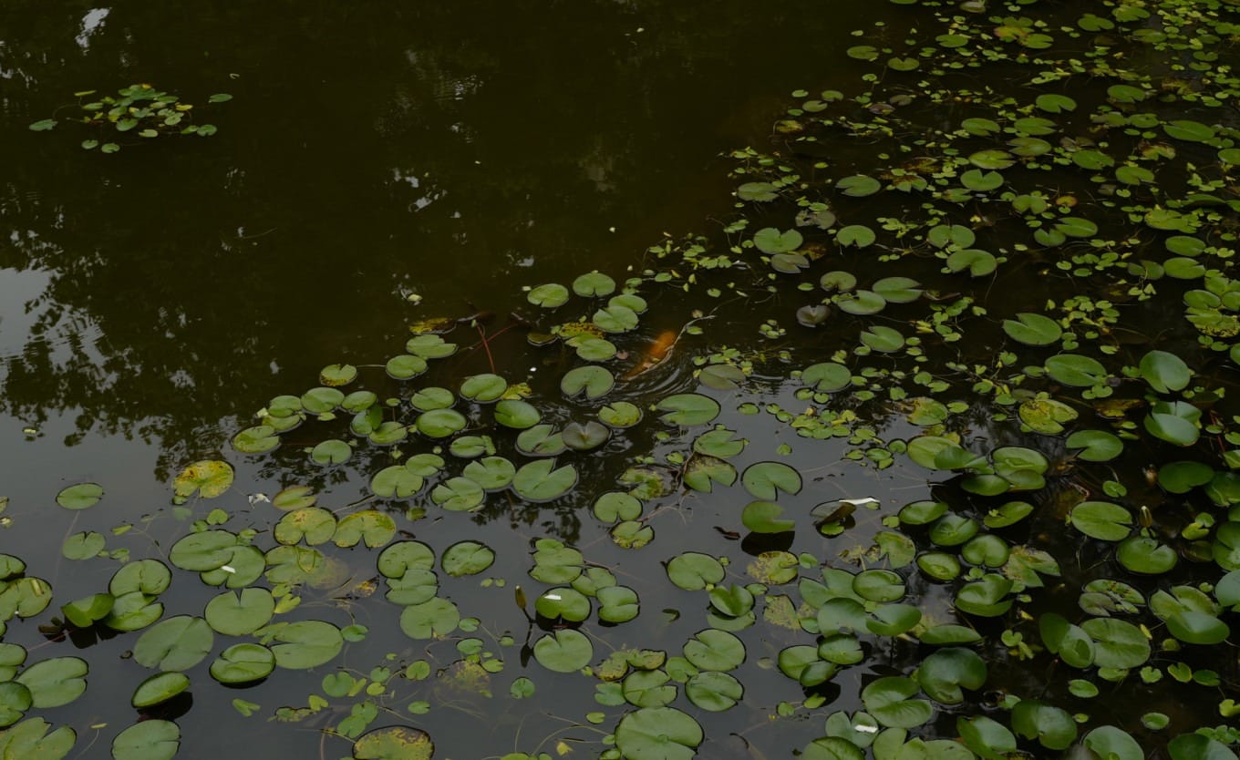 Koi fish swimming among lily pads and lotus leaves in a park pond