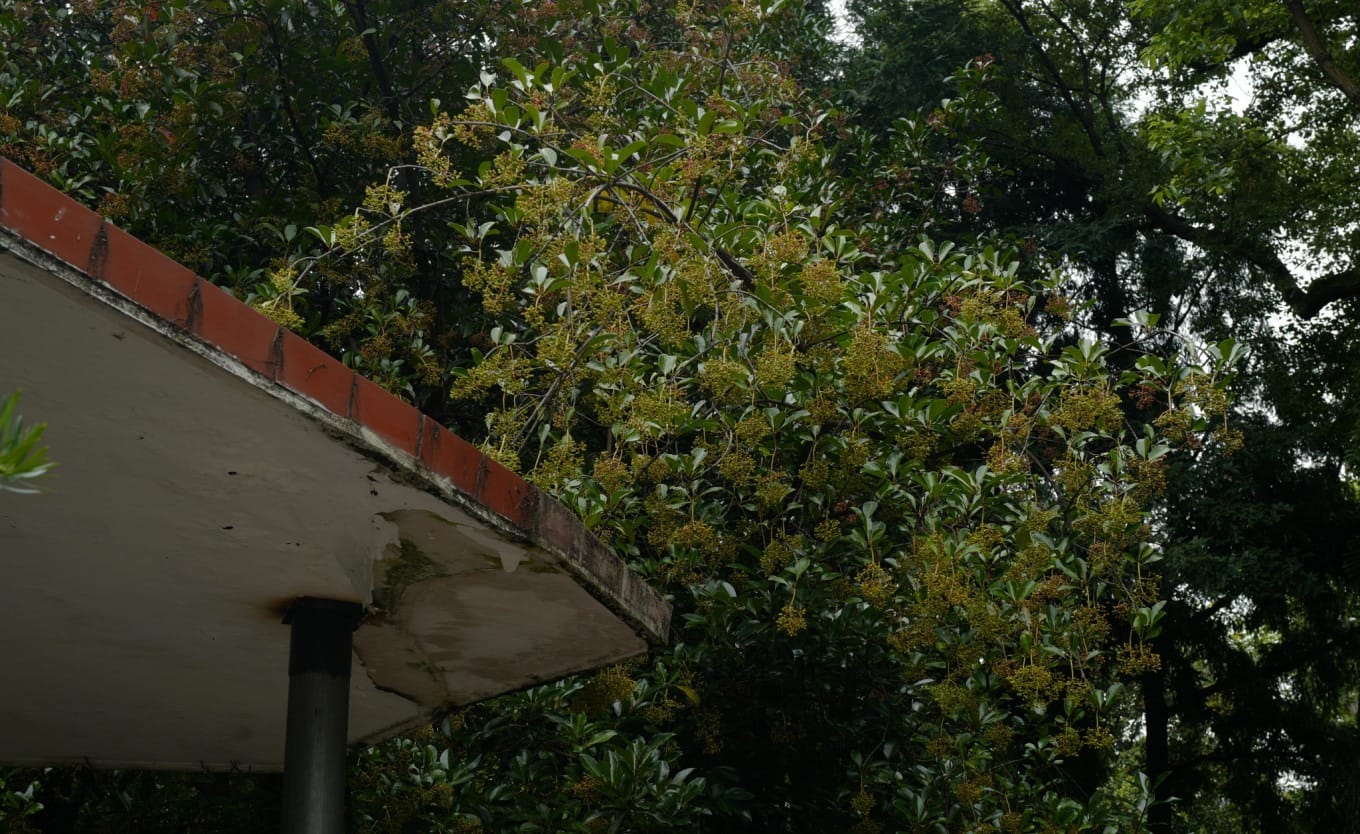 Coralberry bush or similar plant partially obscuring a pavilion corner in the park