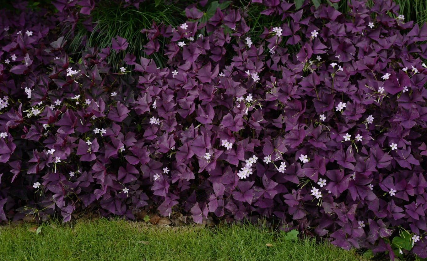 Close-up of purple three-leaf oxalis (Oxalis triangularis) plants