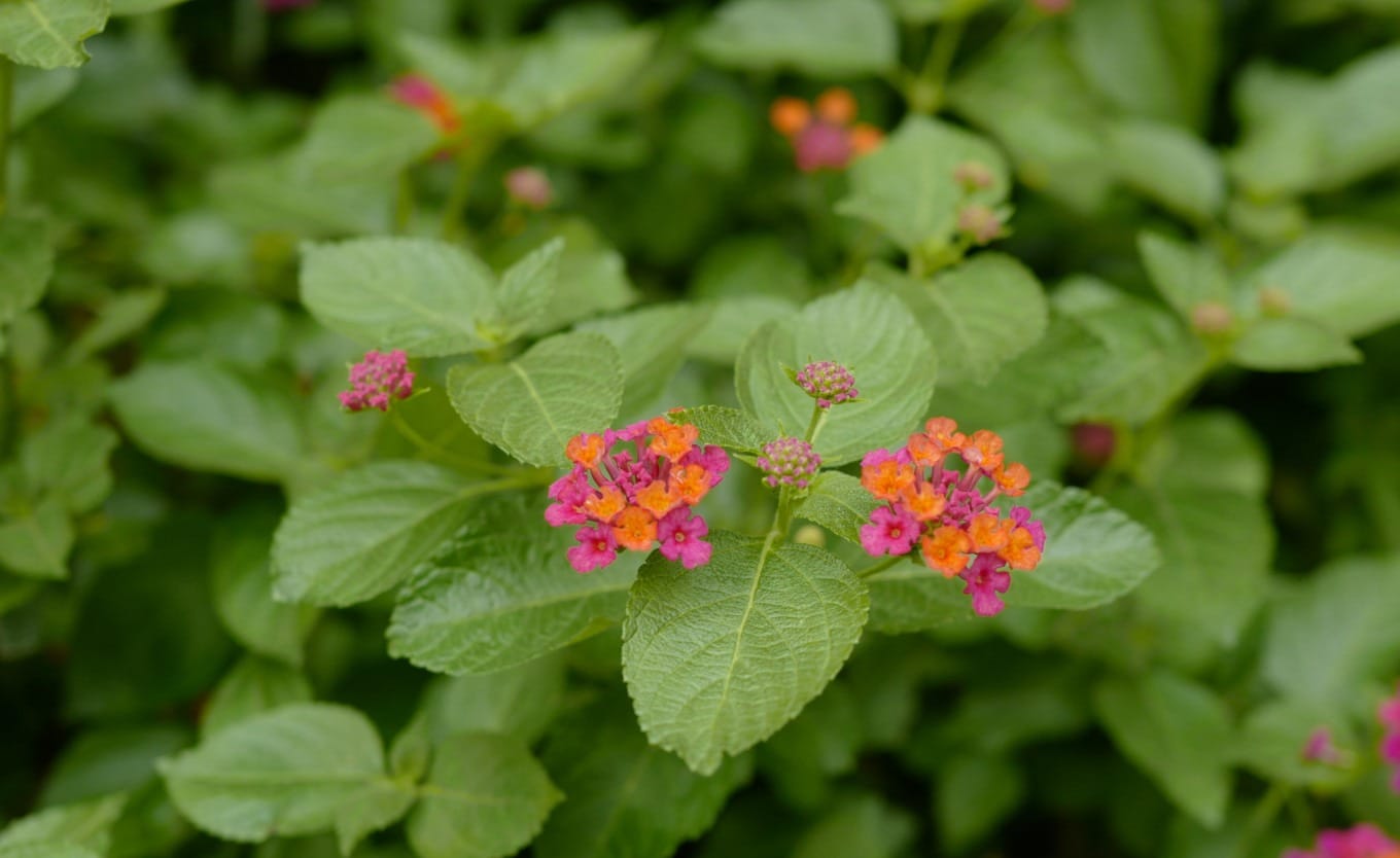 Cluster of multi-colored lantana flowers commonly found in southern China