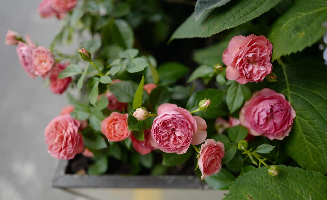 Gray corner building on Changshu Road, the former Saihua Apartments