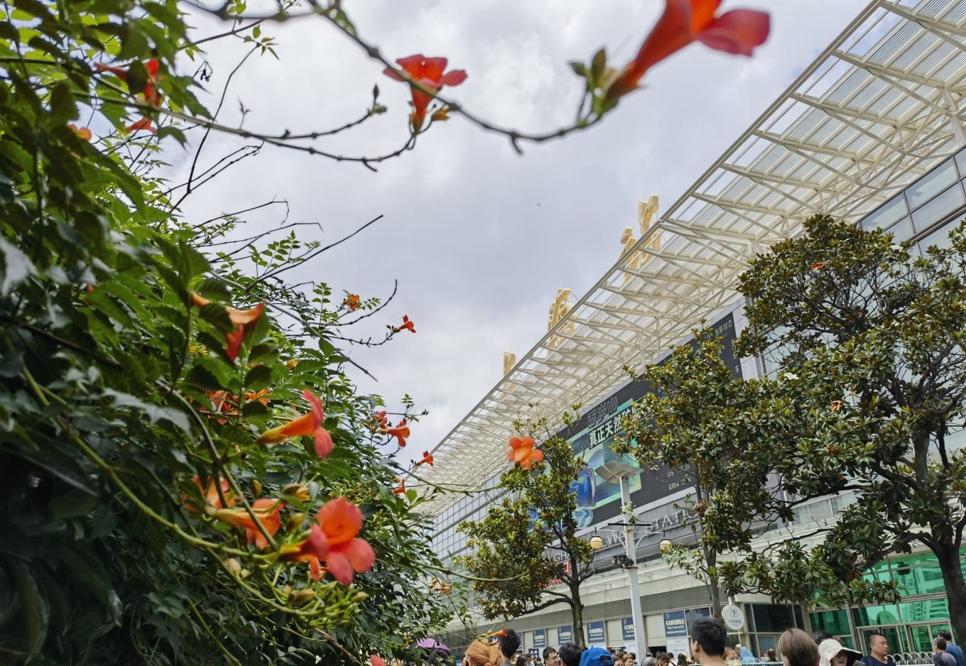 Close-up of bright orange trumpet vines covering a trellis at Shanghai Station