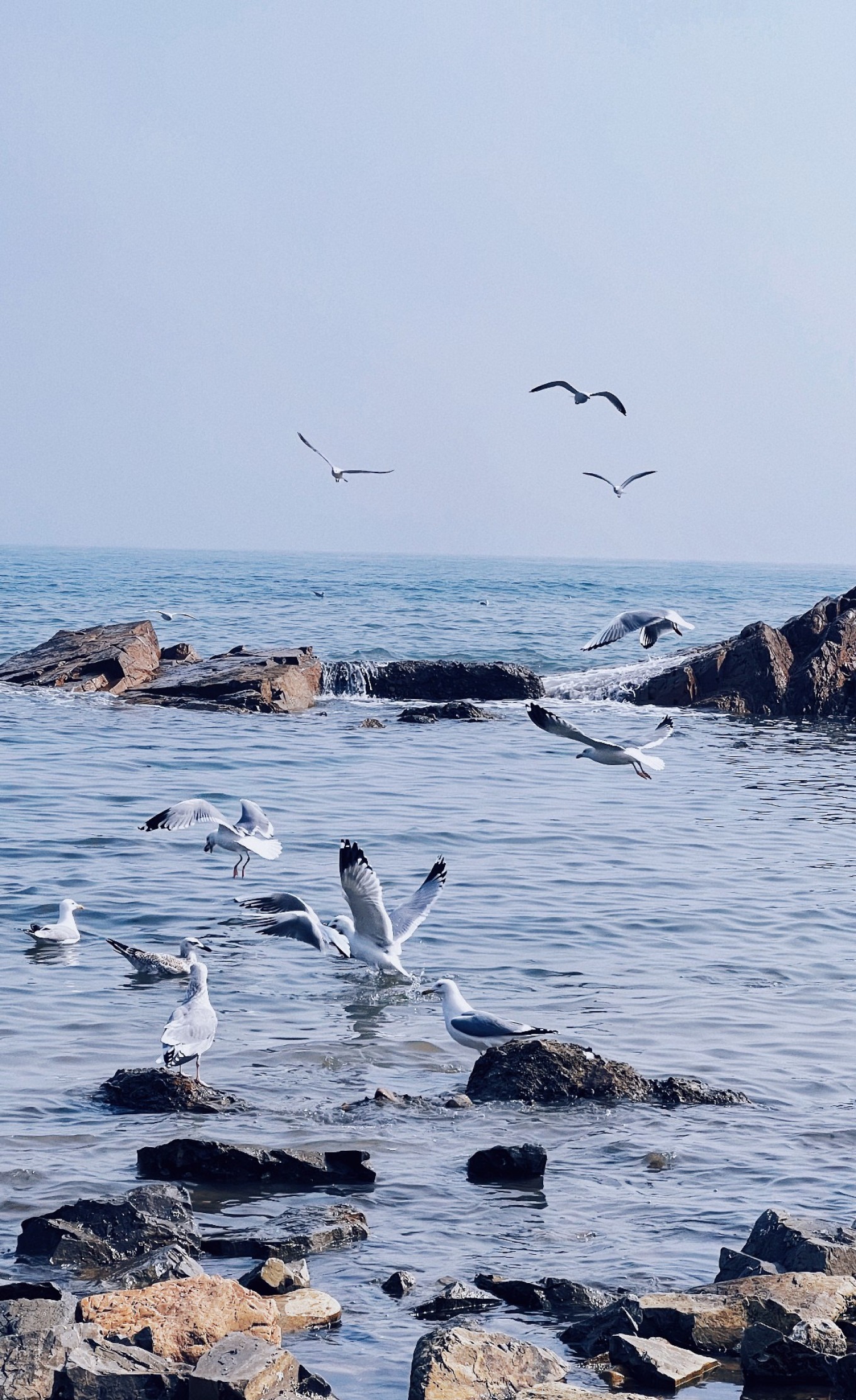 Another seagull photo