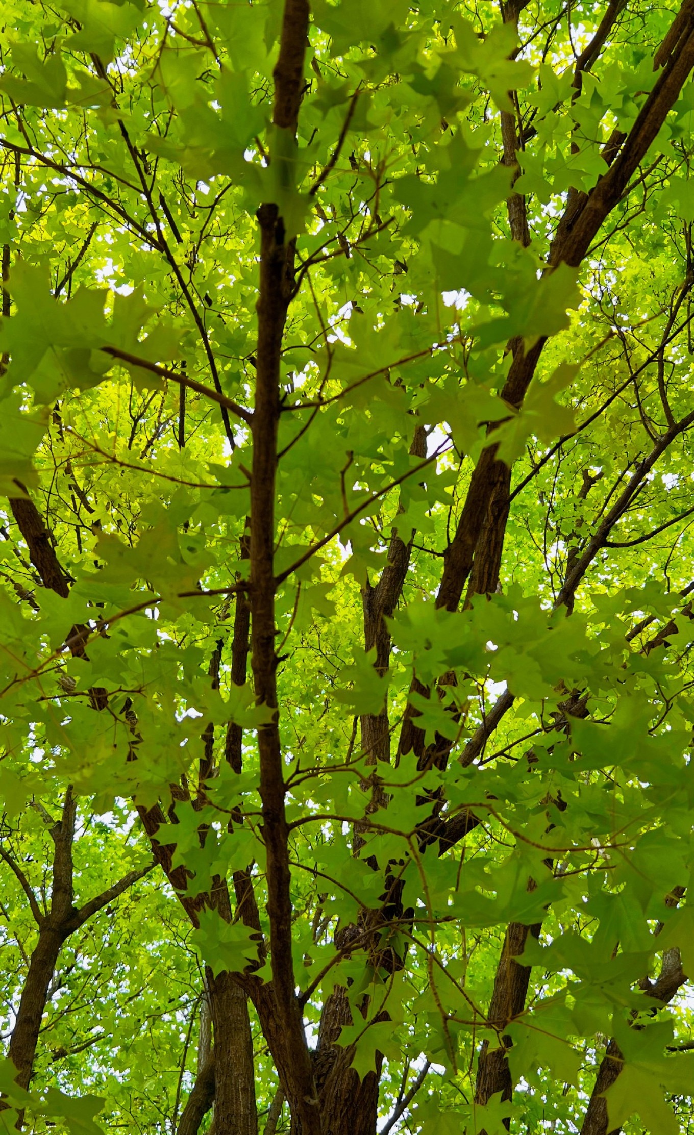 Licun Park walkway