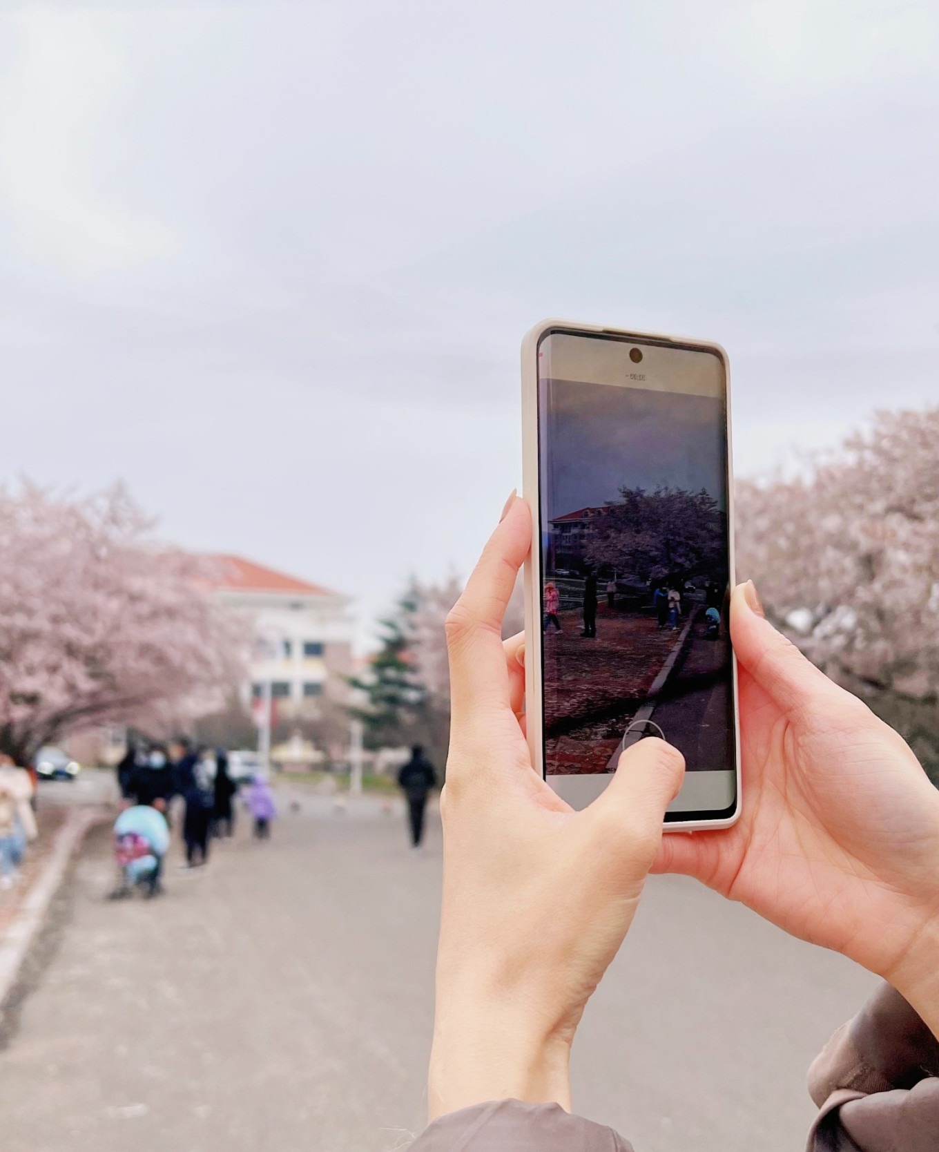 Cherry blossom branch in full bloom