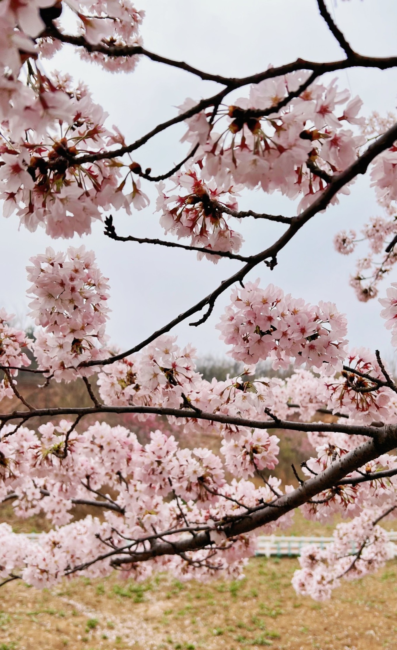 Path lined with cherry blossom trees