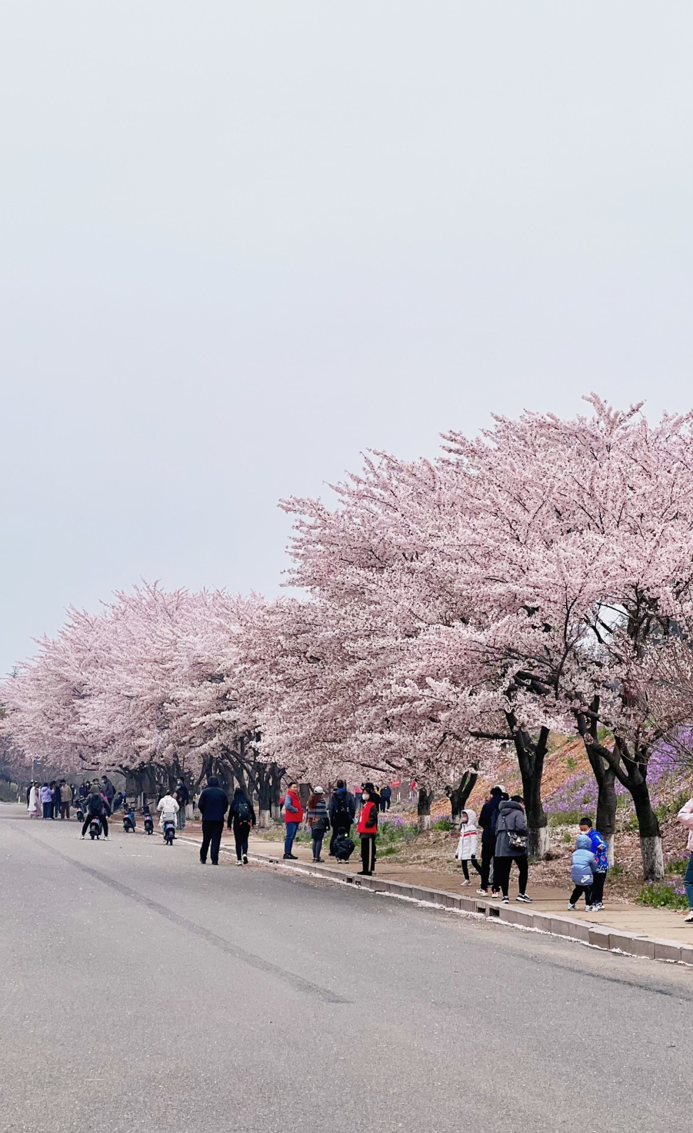 Cherry blossoms along the avenue at Ocean University of China in Qingdao