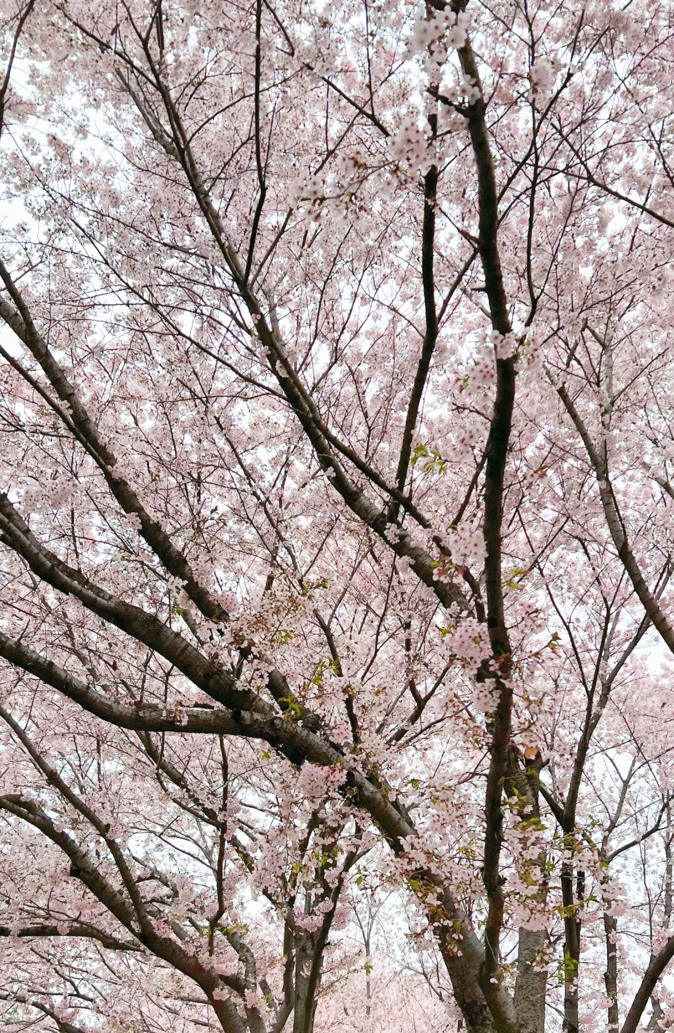 Crowd under cherry blossom trees