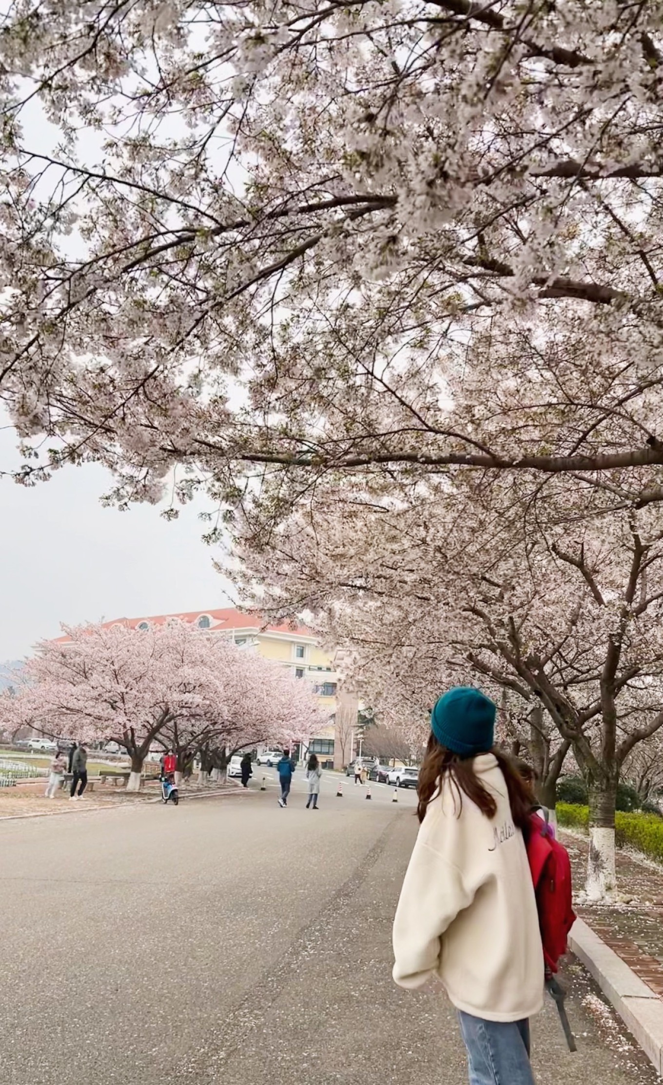 Close-up of cherry blossoms against blue sky