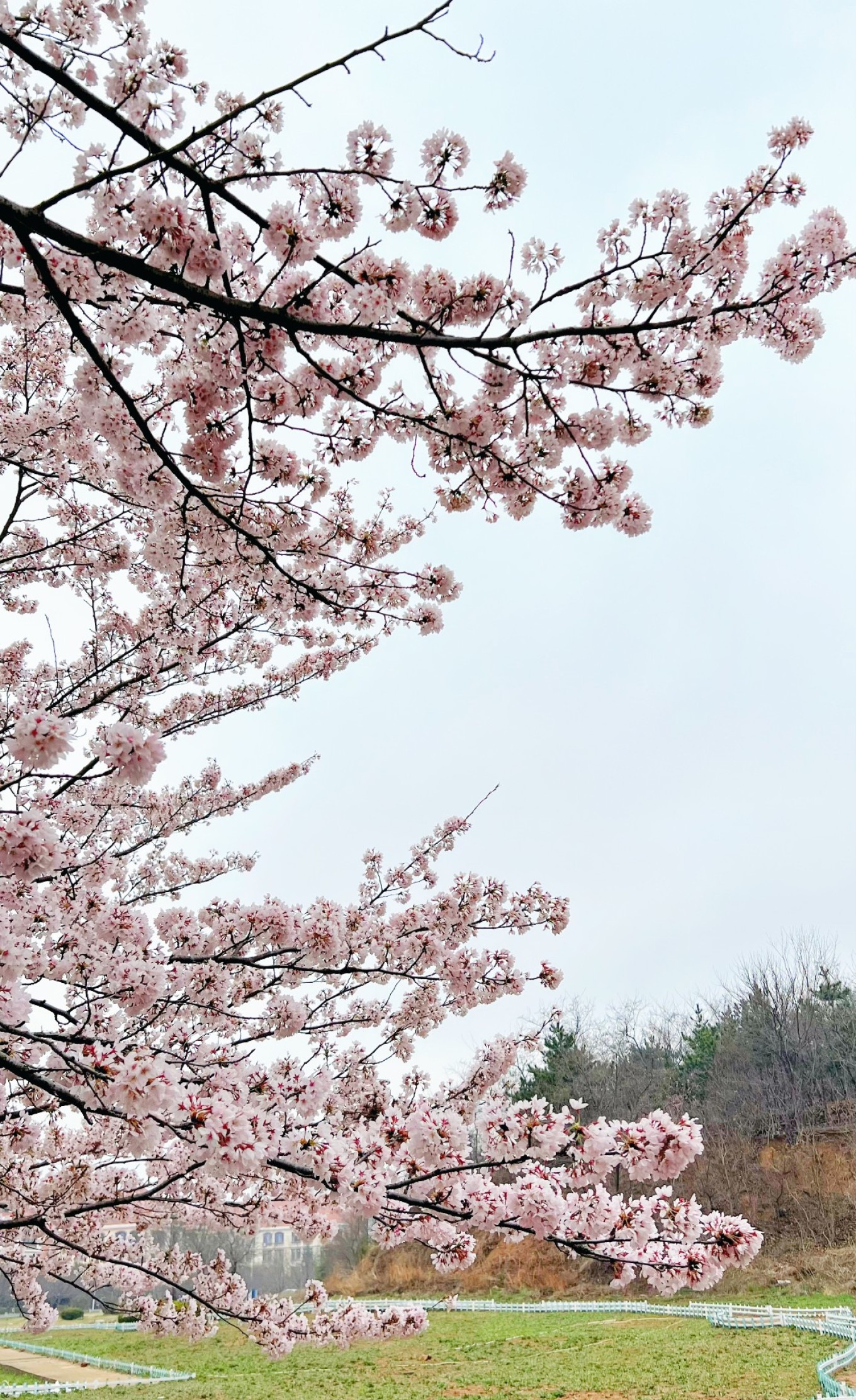 Students and visitors enjoying cherry blossoms
