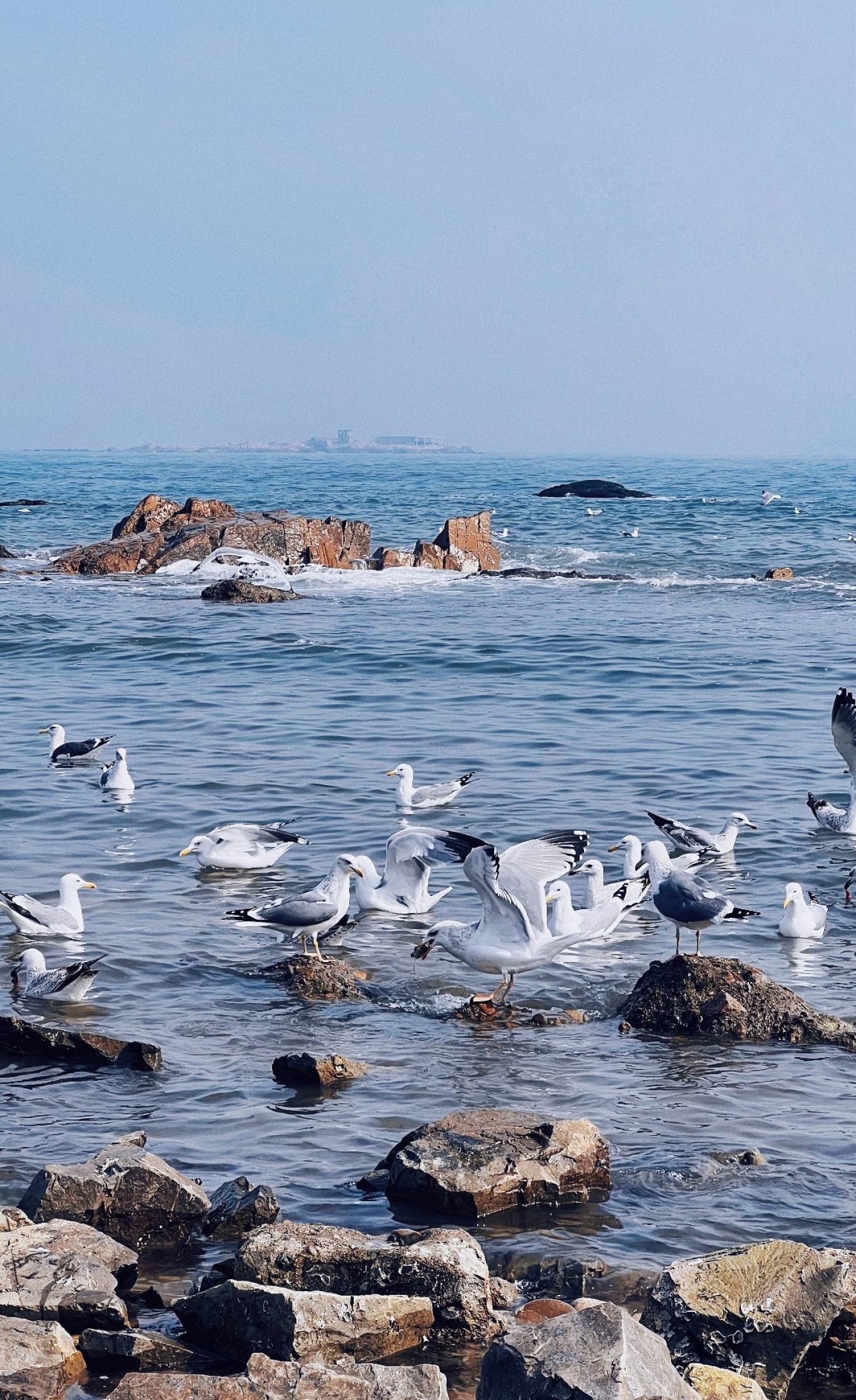 Seagull in flight over Yan'er Island