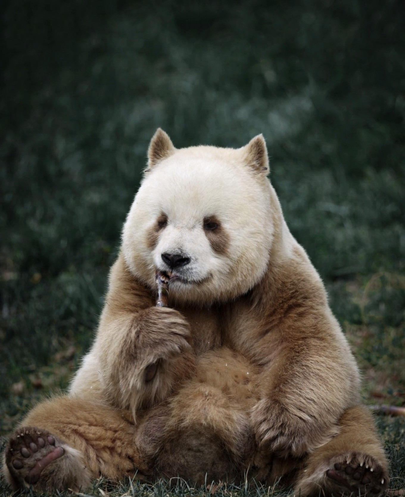 Brown giant panda Qizai eating bamboo in the park