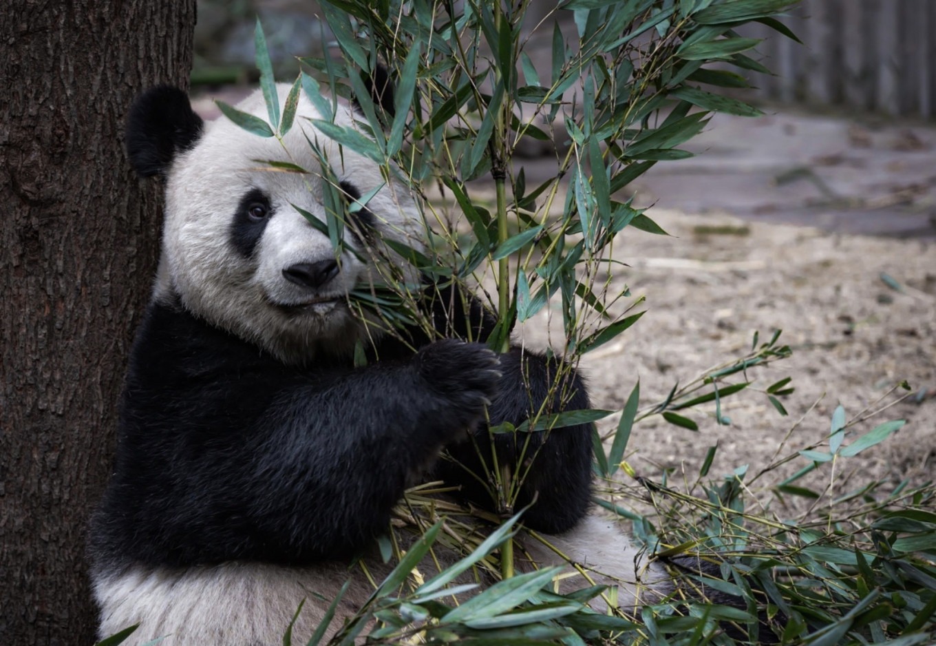 Qizai climbing a tree branch