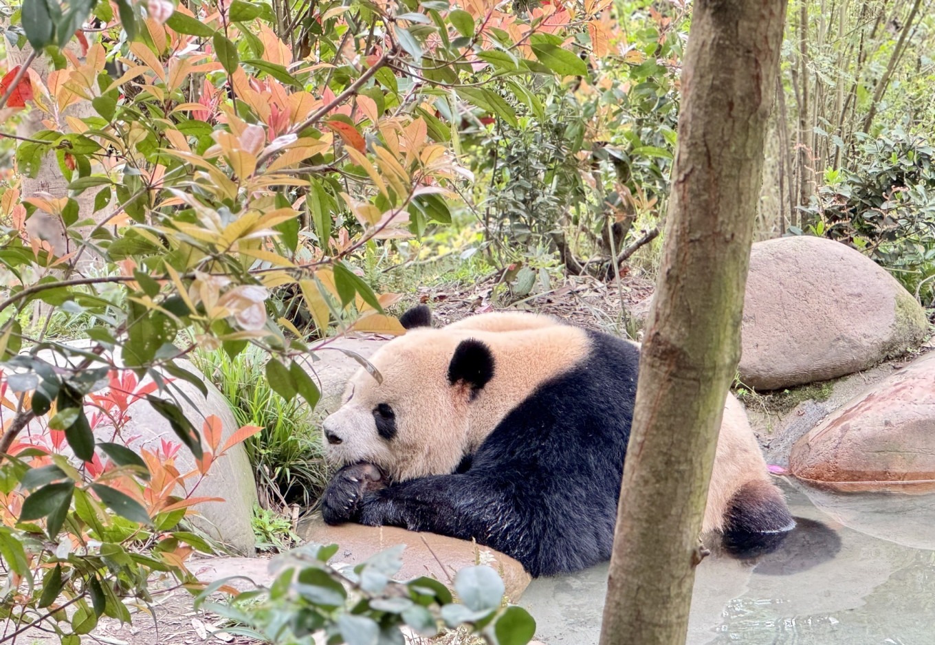 Close-up of a giant panda at Panda Valley
