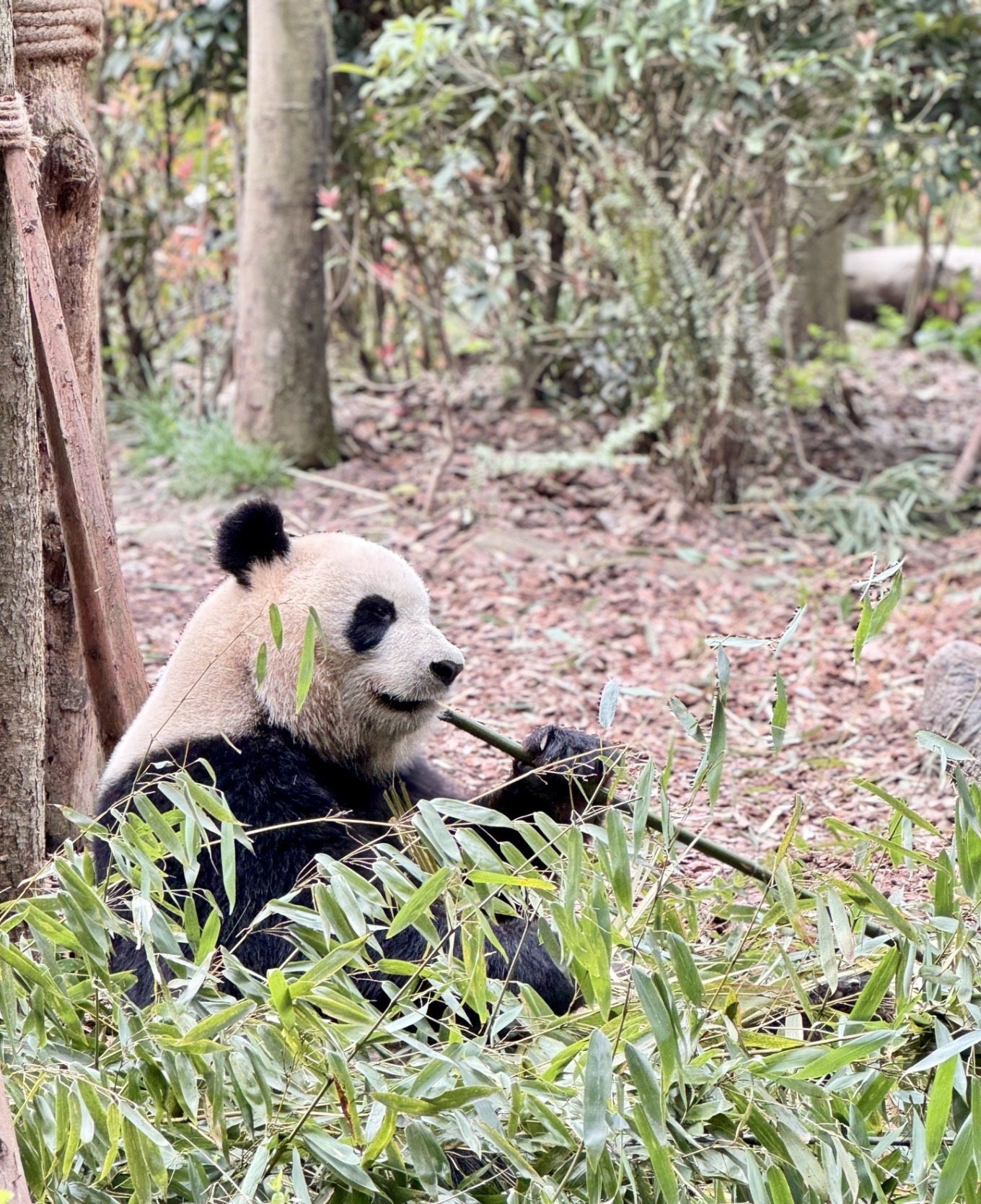 Panda sitting and chewing bamboo
