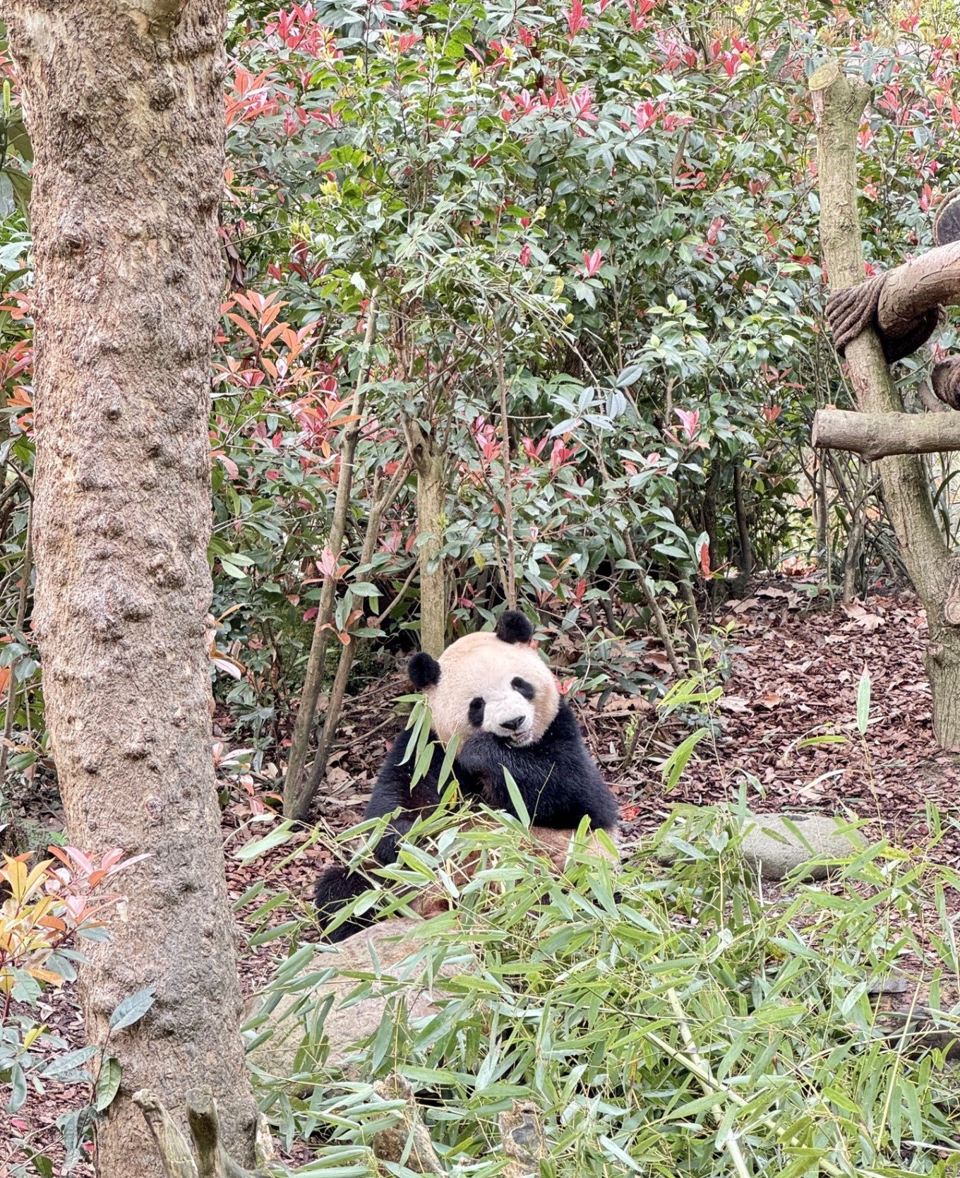 Giant panda resting on a platform