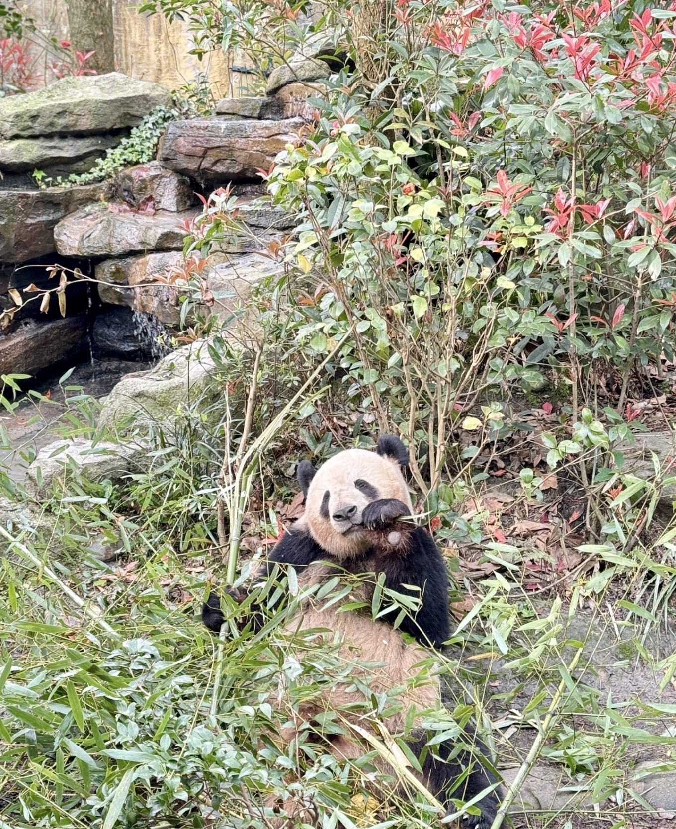 Panda playing with bamboo leaves