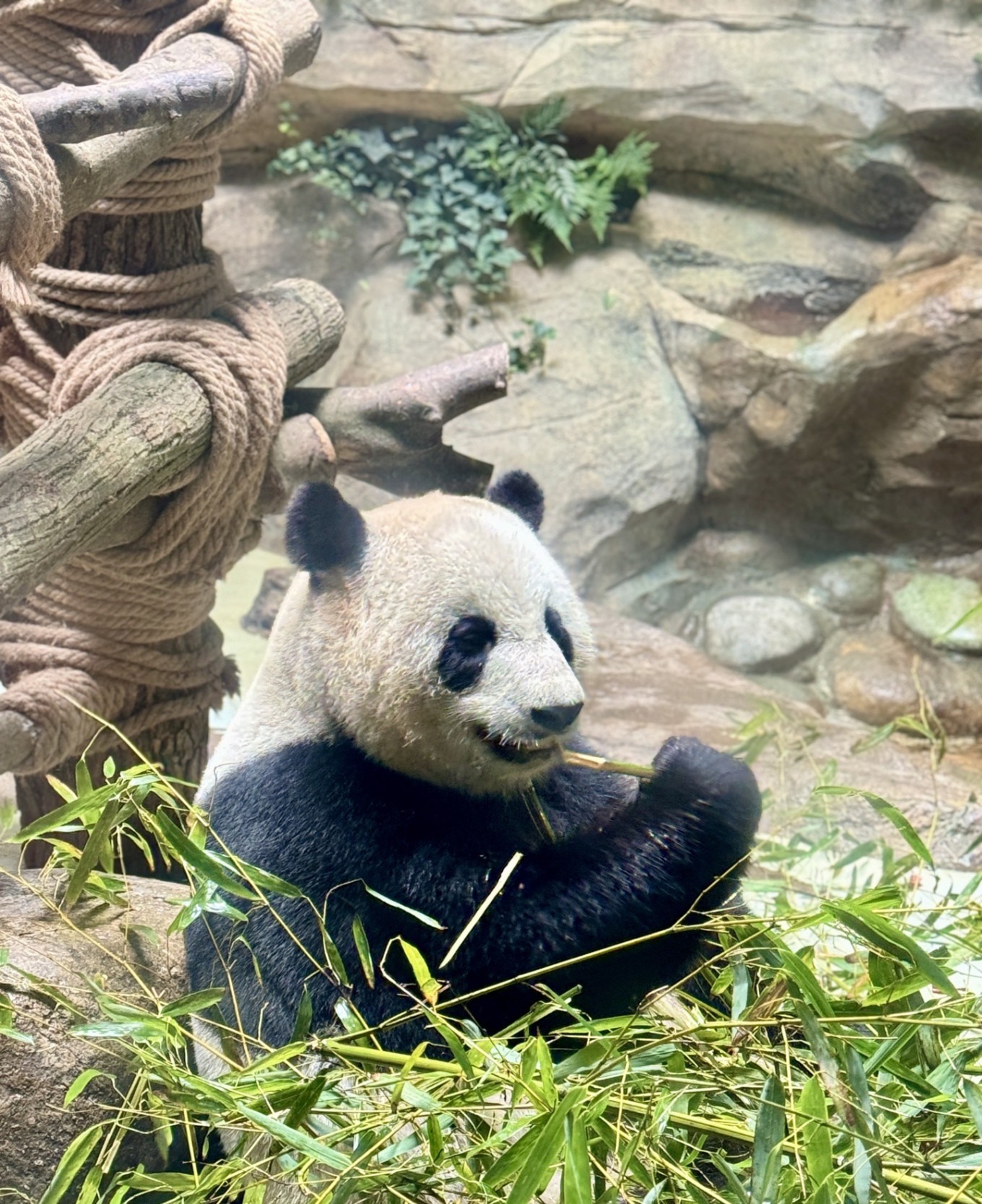 Panda walking on a log