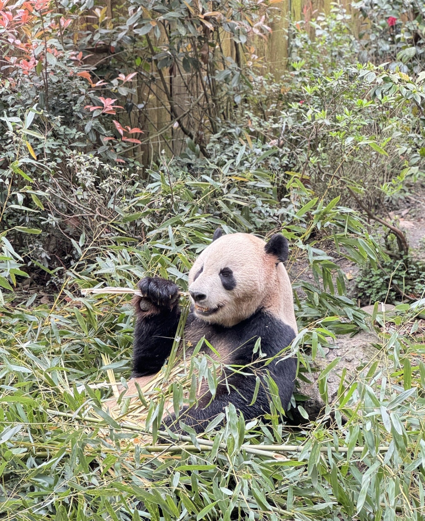 Panda climbing a tree