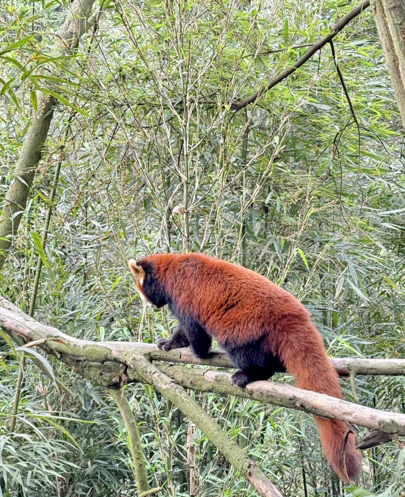 Red panda looking down from above