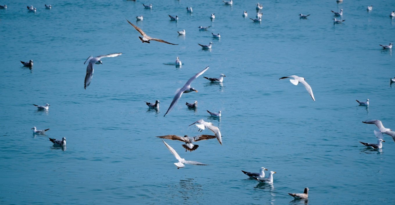 White seagulls in flight over the sea at Zhanqiao
