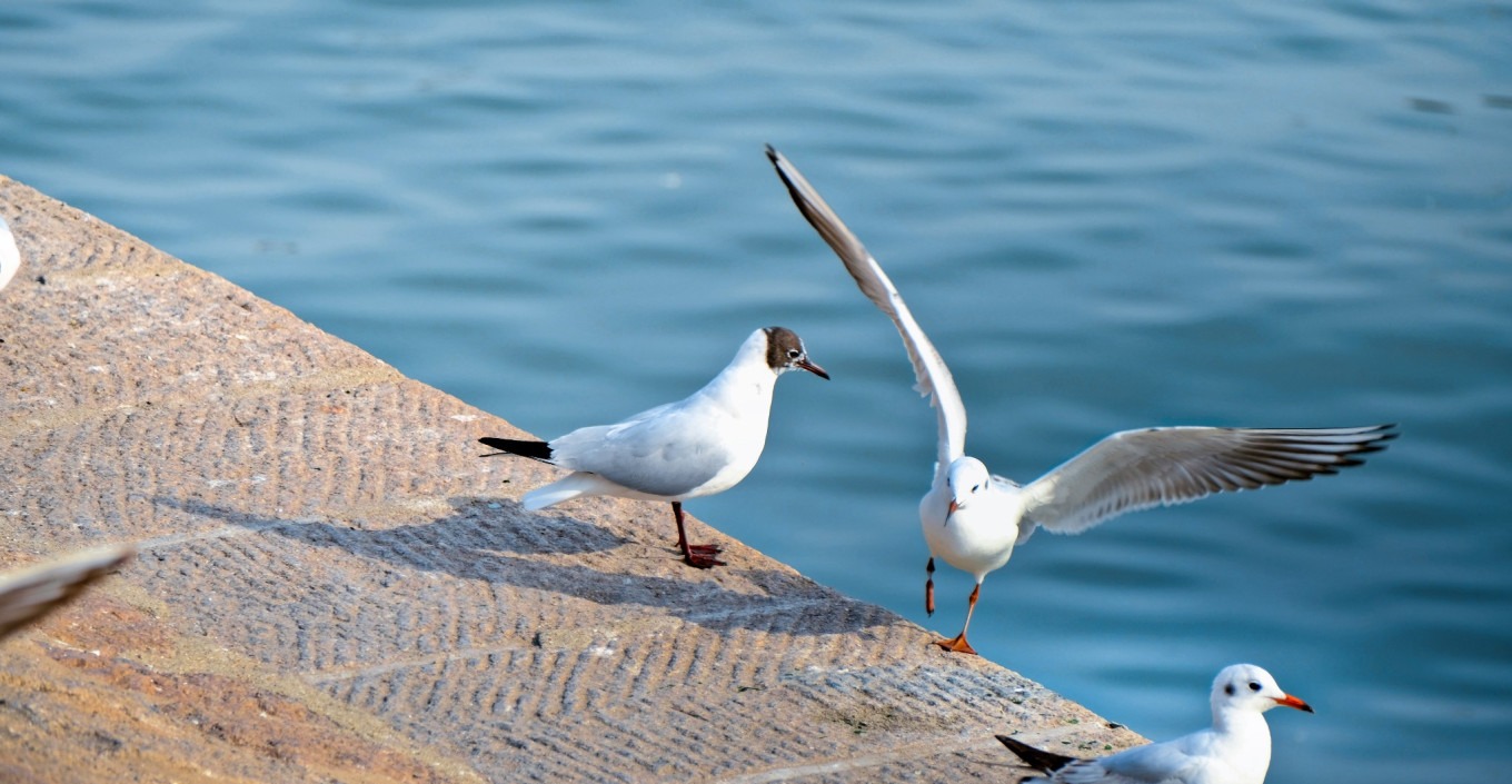 Wide view of seagulls and the pier with morning light