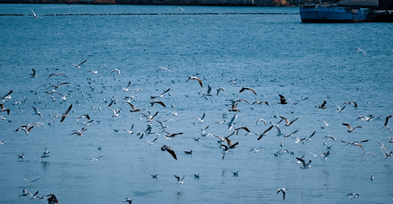 Flock of seagulls flying over Zhanqiao Pier at sunrise