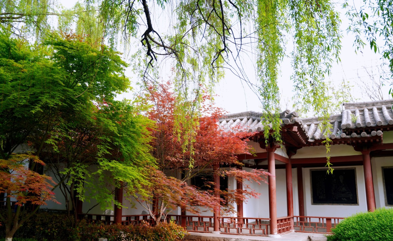 Pathway lined with cherry trees at Qinglong Temple park