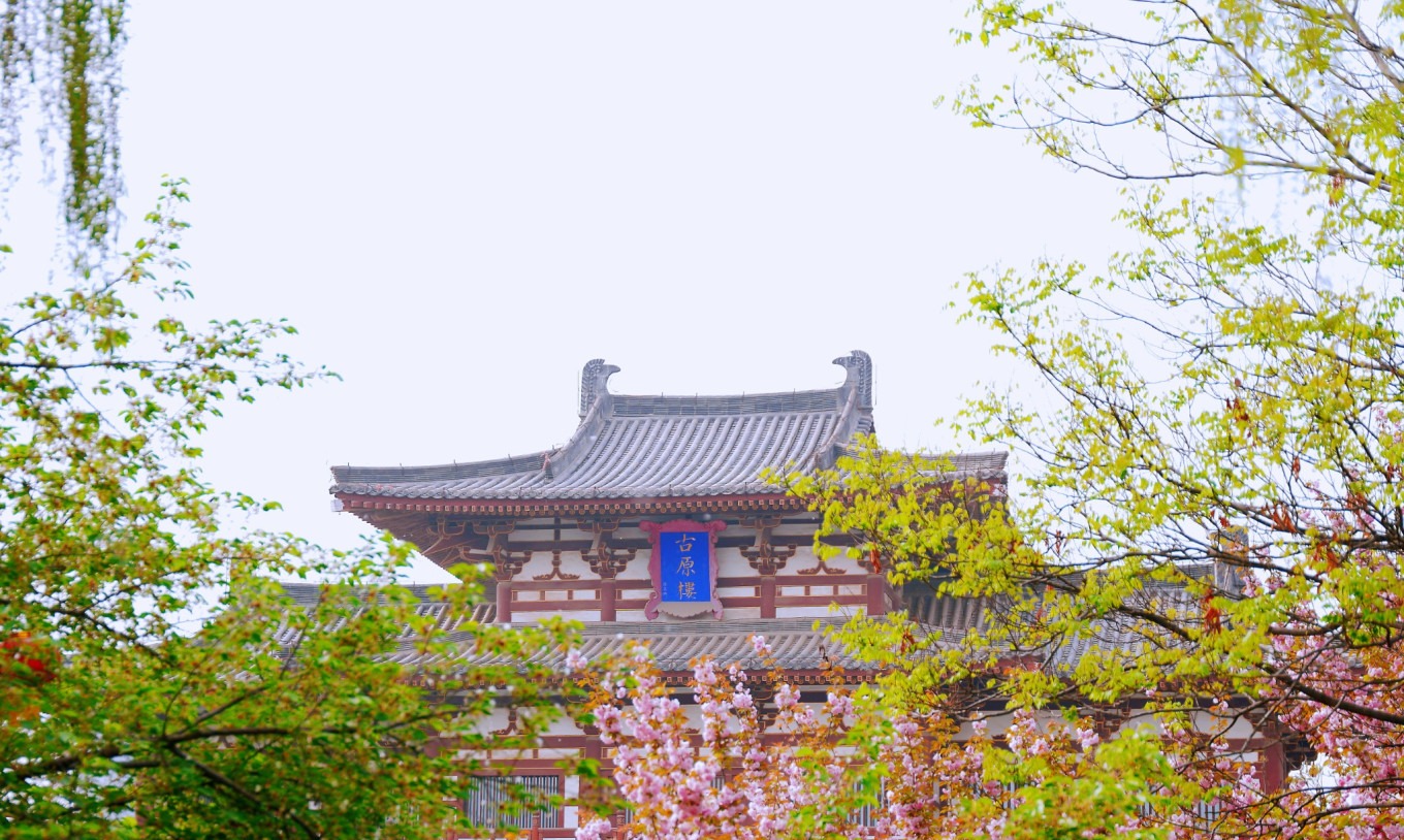 Cherry blossoms in bloom at Leyouyuan park