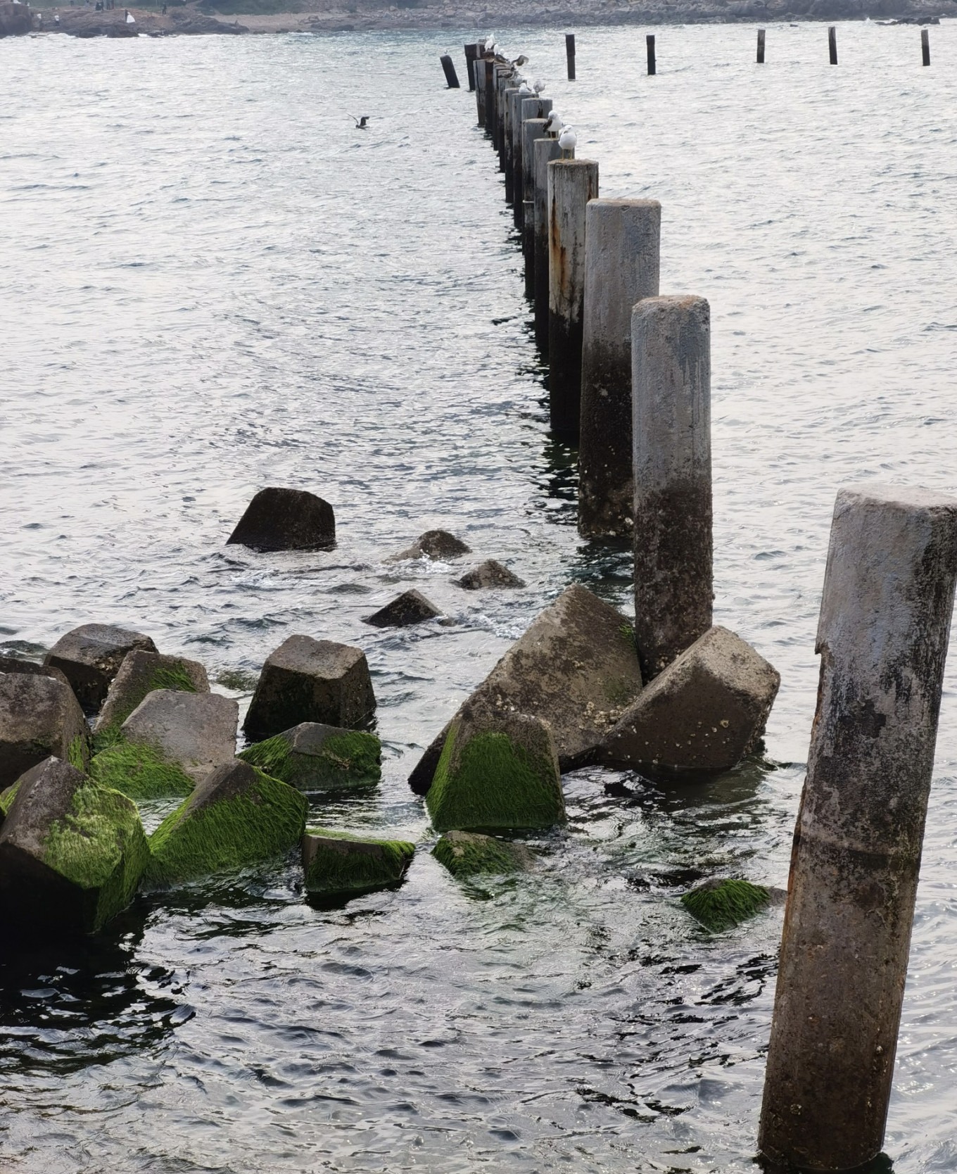 Close-up of seabirds lined up on wooden posts