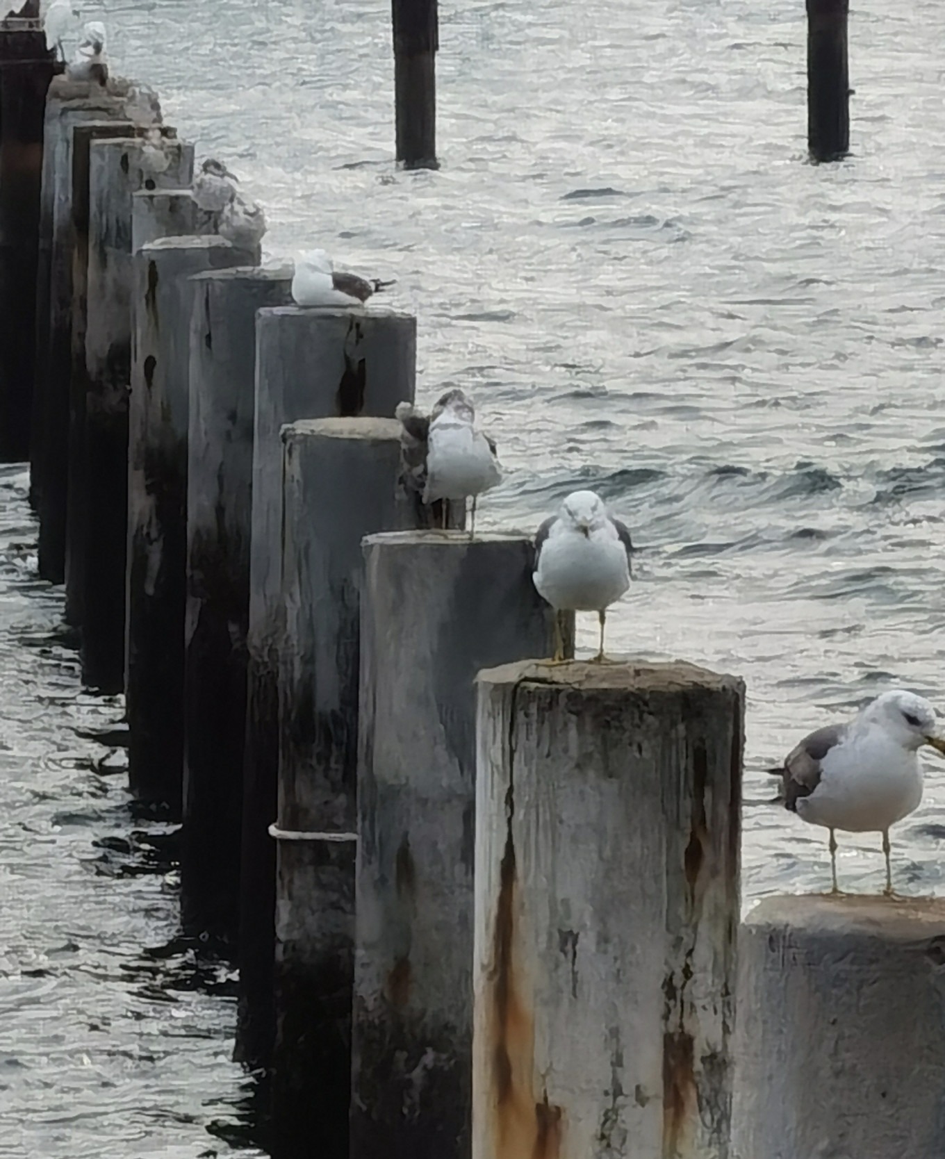 Another angle of seabirds on posts with ocean background