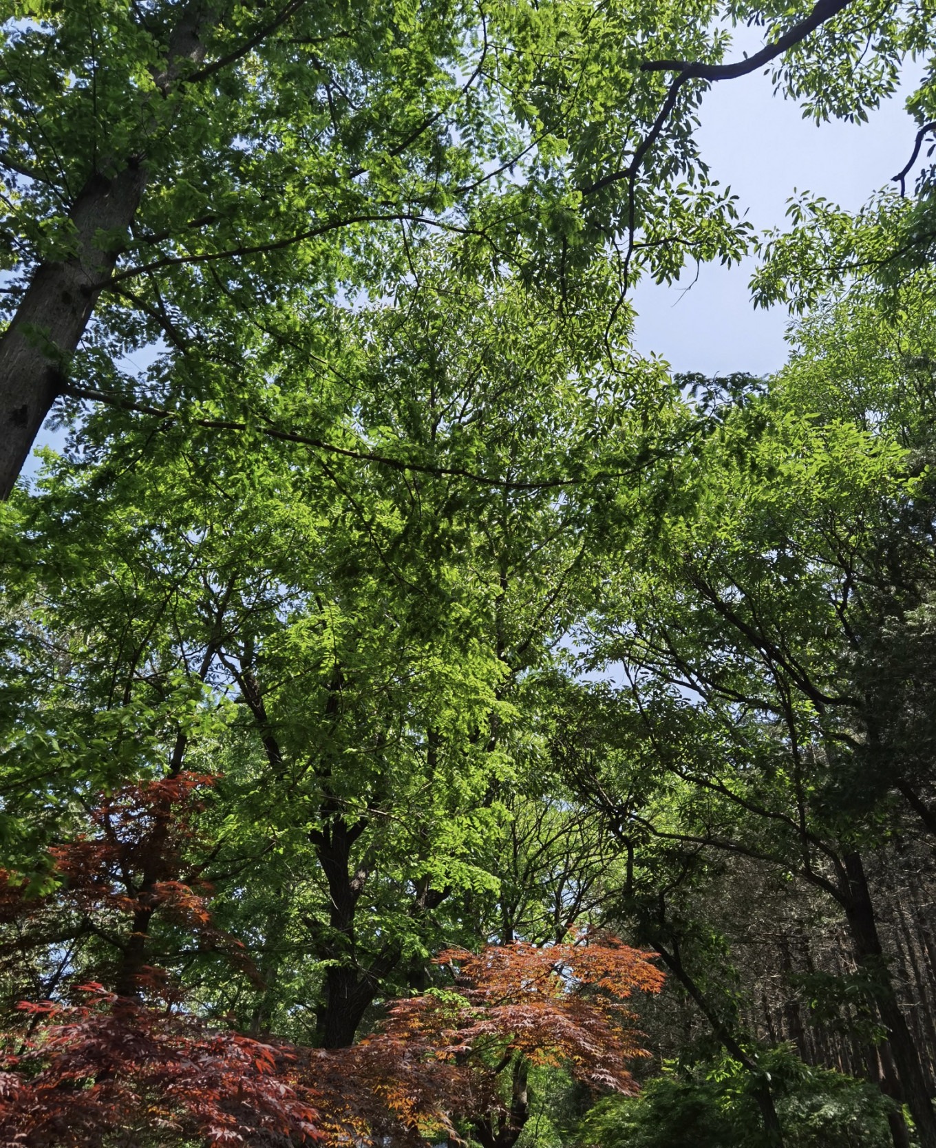 View of the forest canopy from Laozi Path