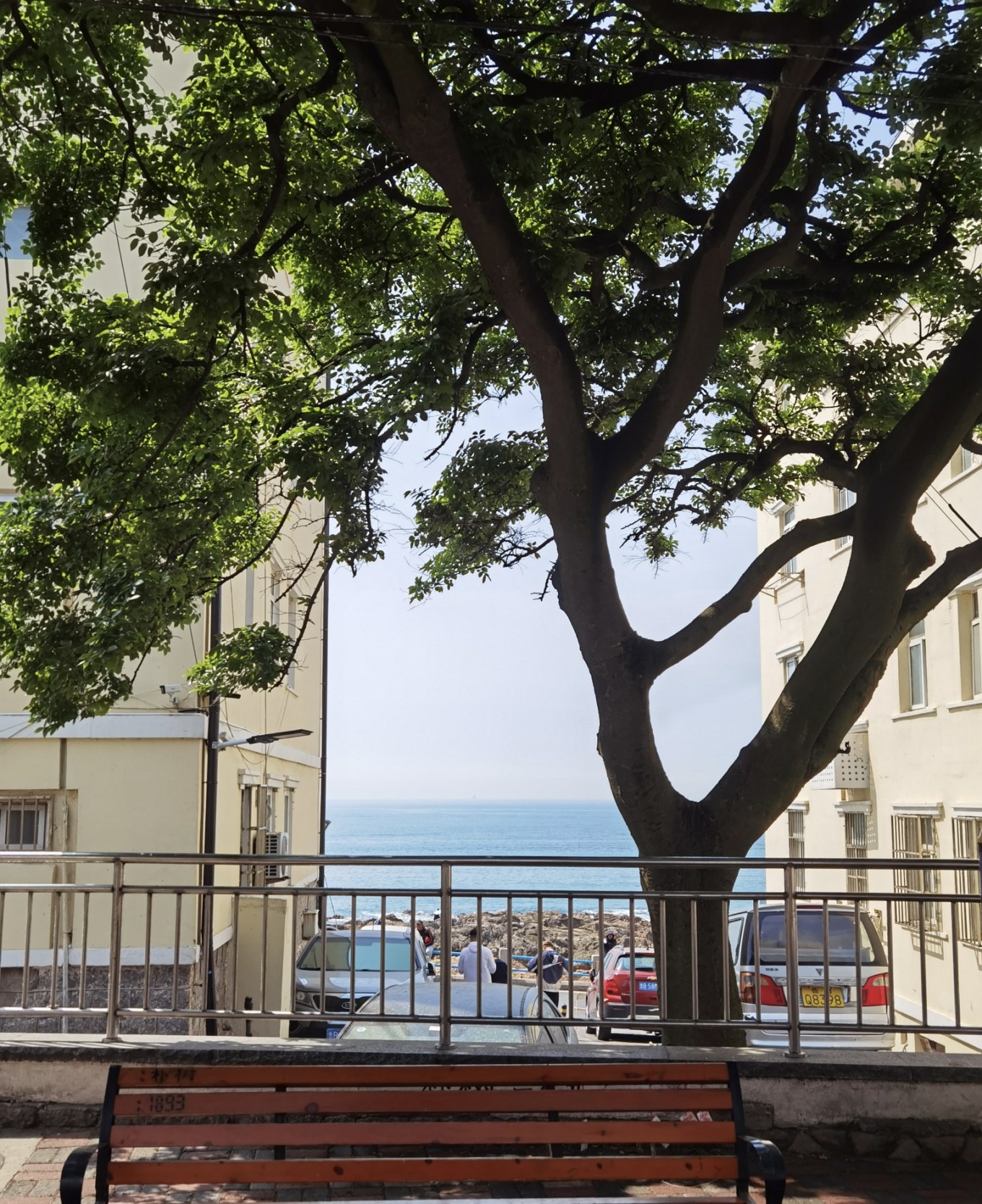 Lonely Tree on Qinyu Road with sea and sky in background