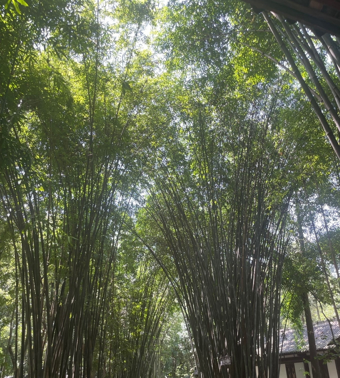 Chengdu to Jiuzhaigou: 9-Day Summer Route Through Sichuan