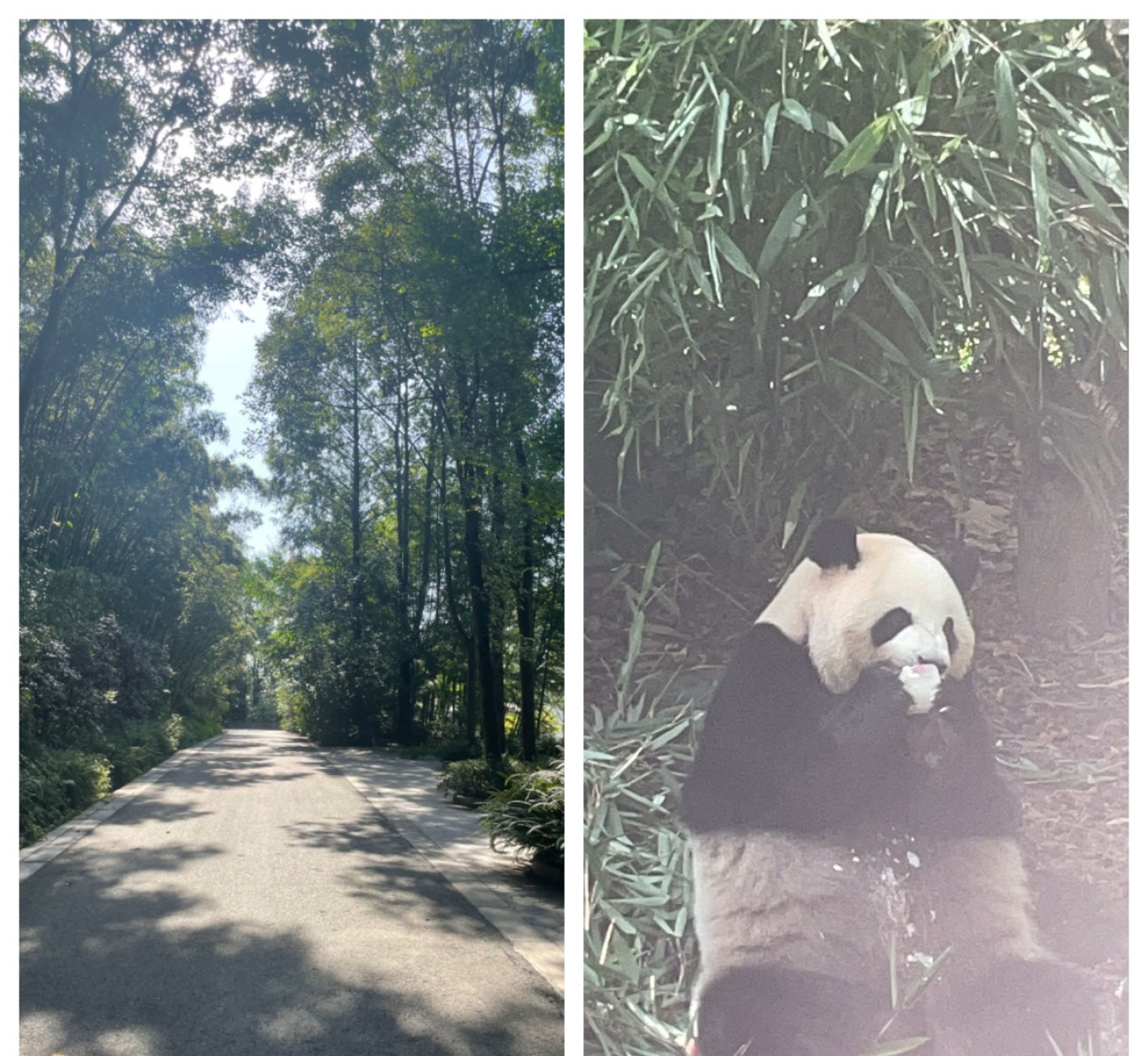 Giant panda sleeping with its back to visitors at Panda Valley