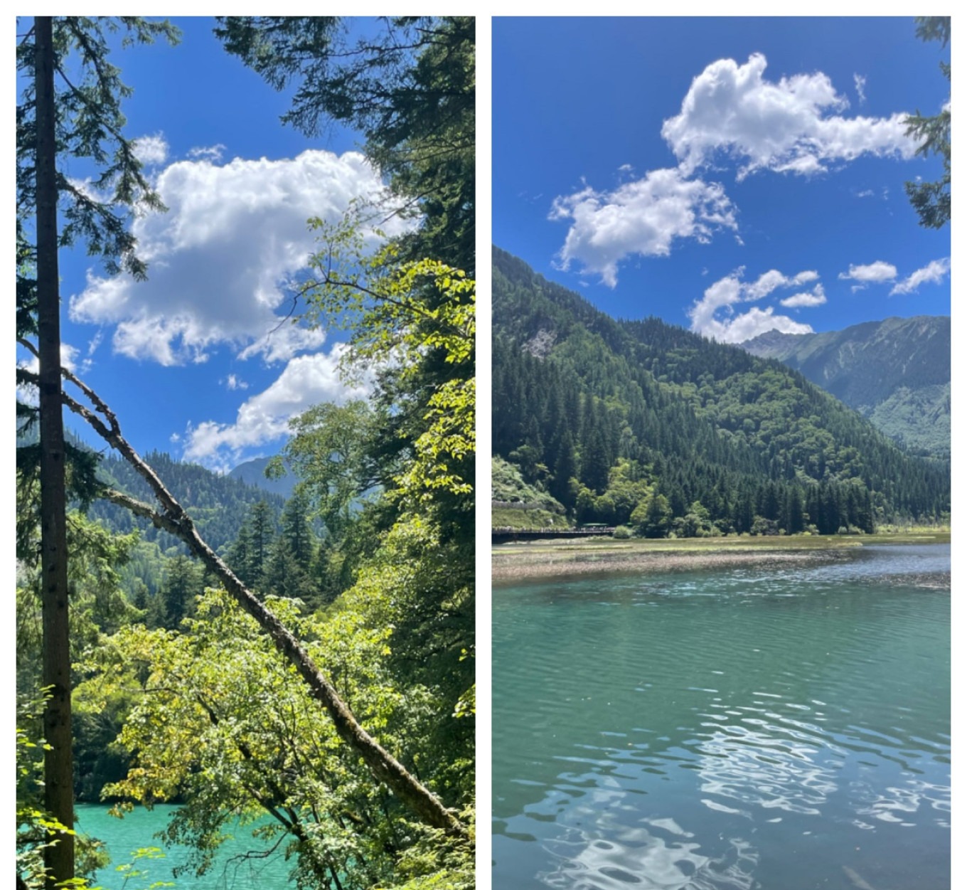 Scenic view along the boardwalk at Arrow Bamboo Lake