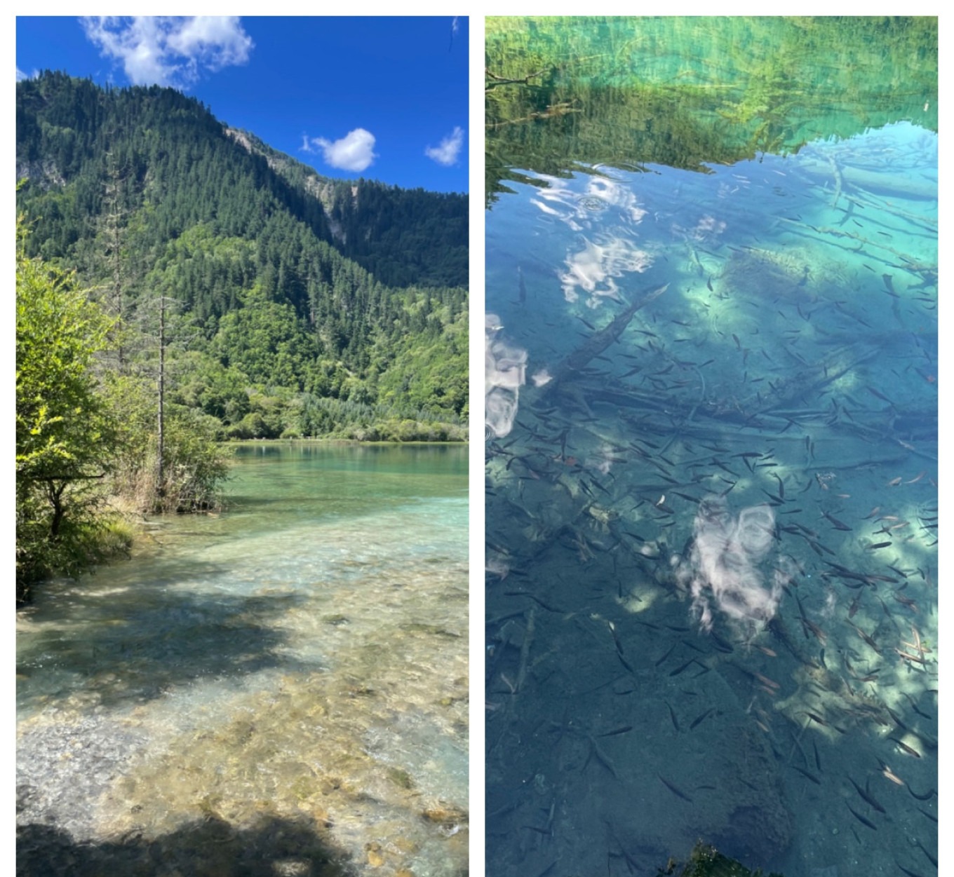 Small fish swimming in a clear lake